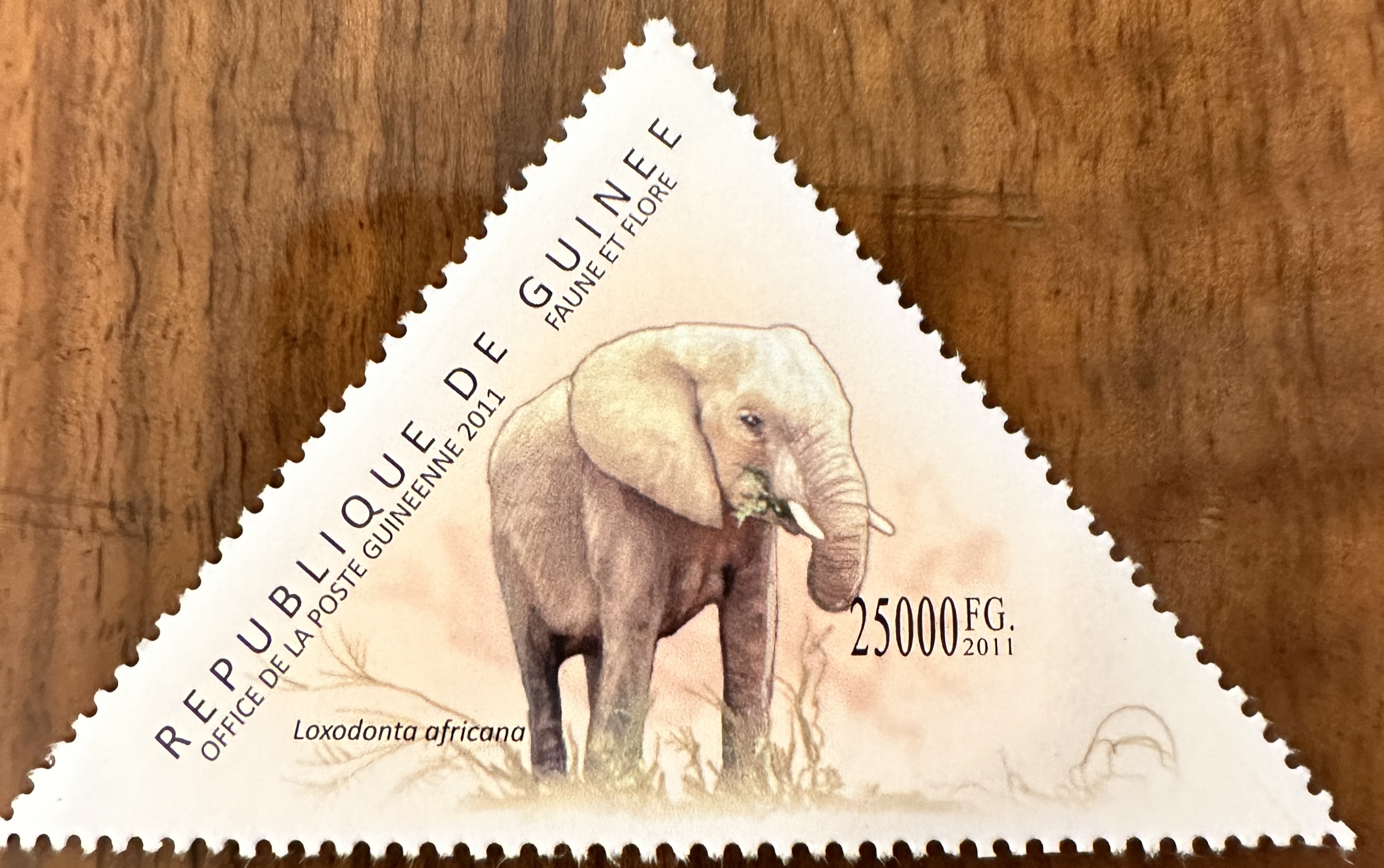 Guinea Elephant