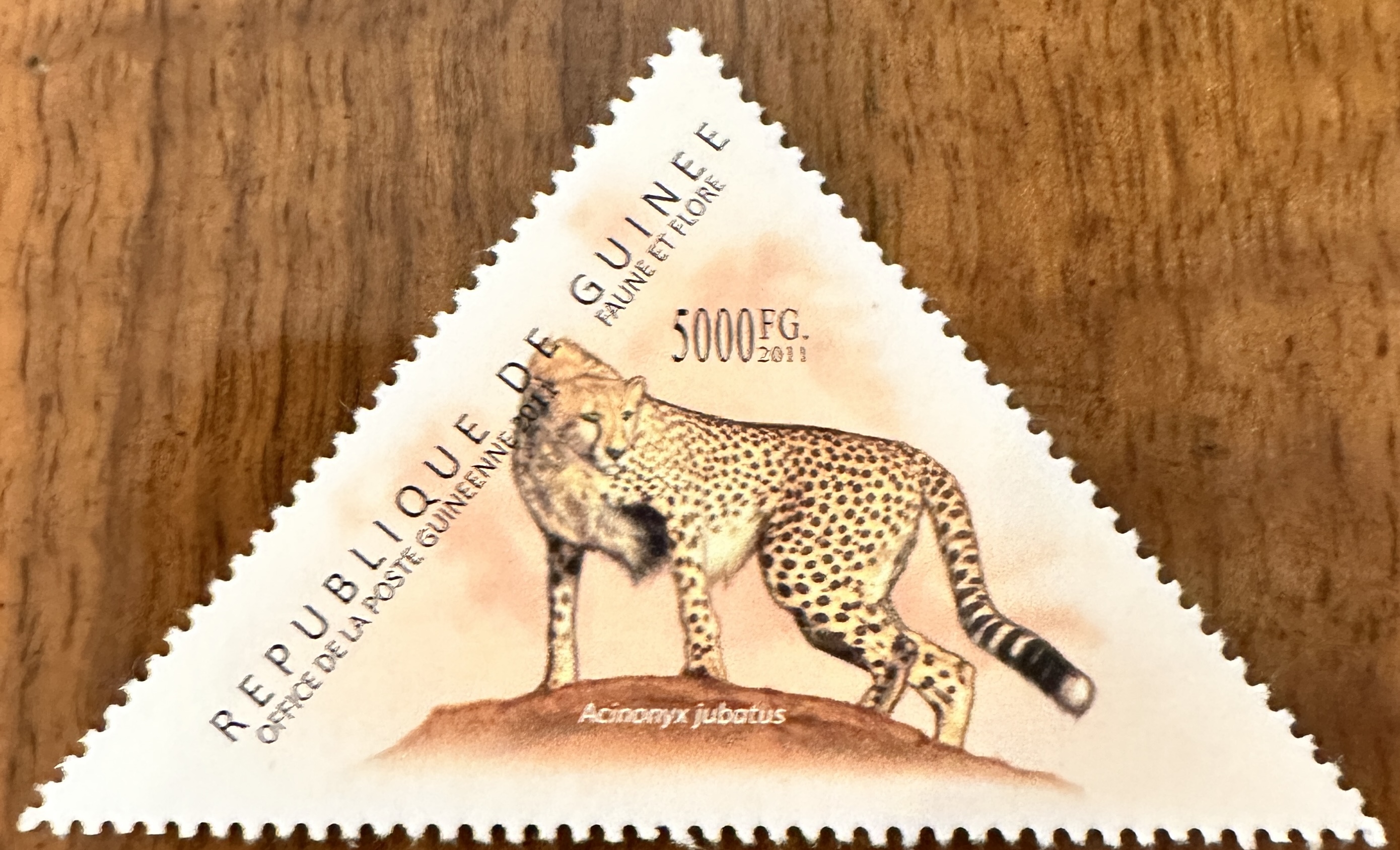 Guinea Jaguar