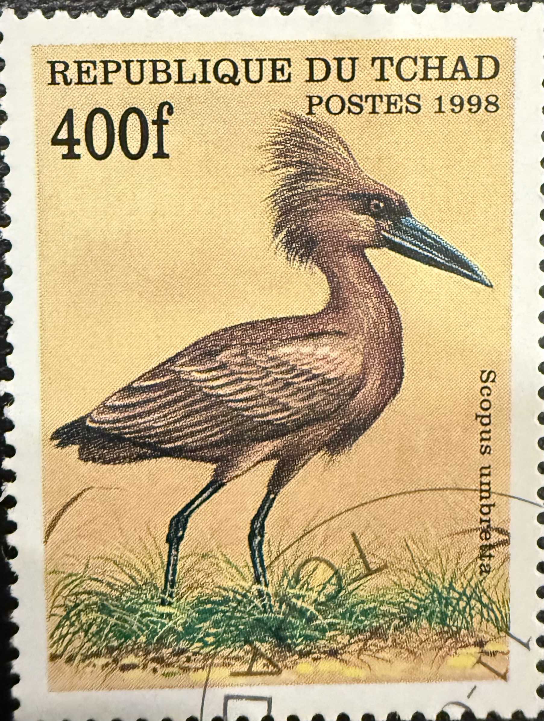 Hammerkop Bird