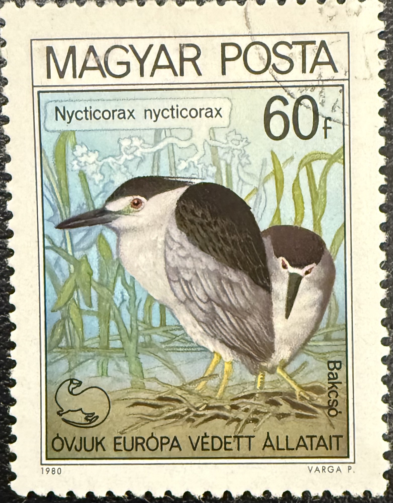 Black Crowned Night Heron