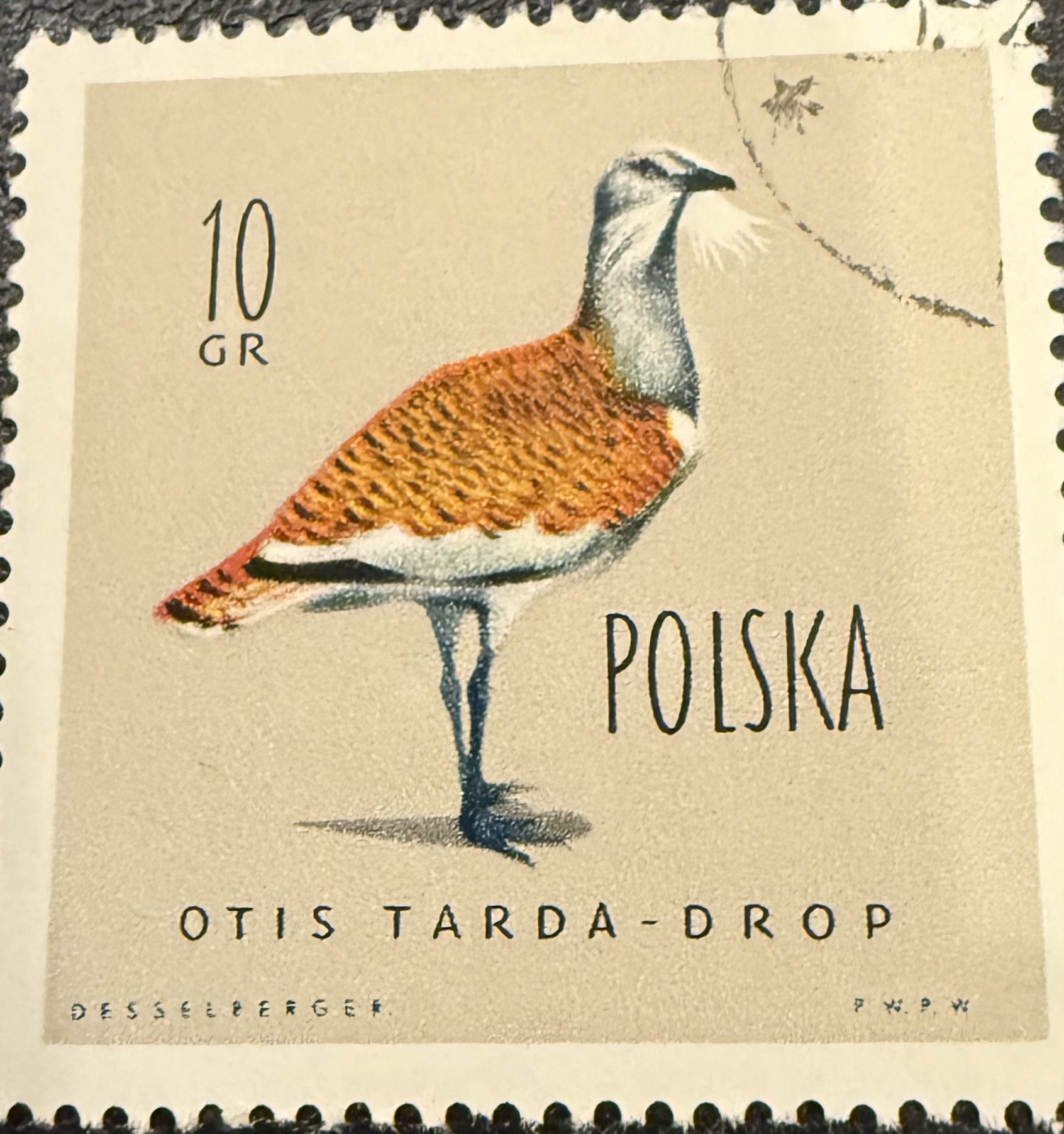 Great Bustard- Poland