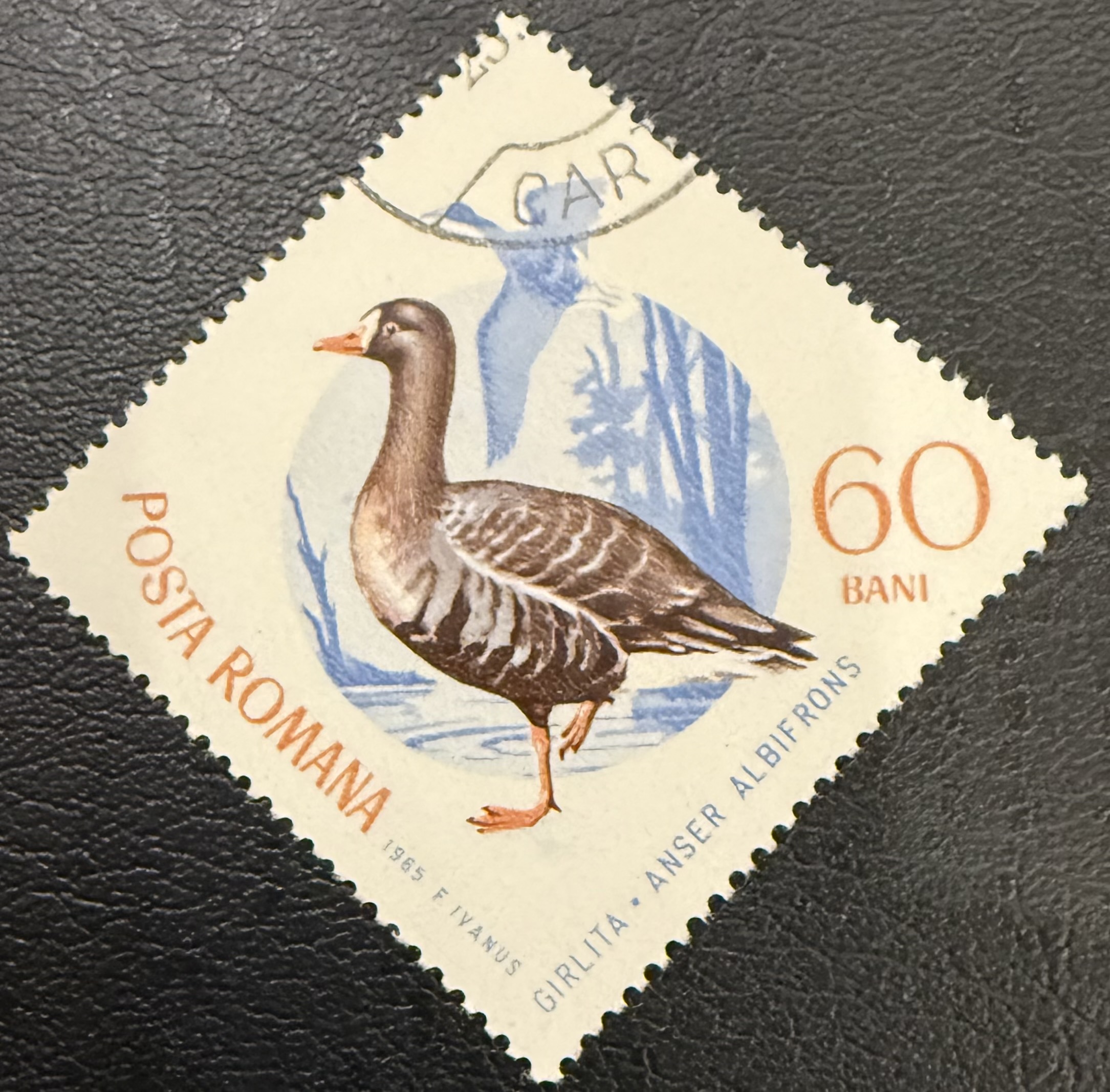 Greater White Fronted Goose