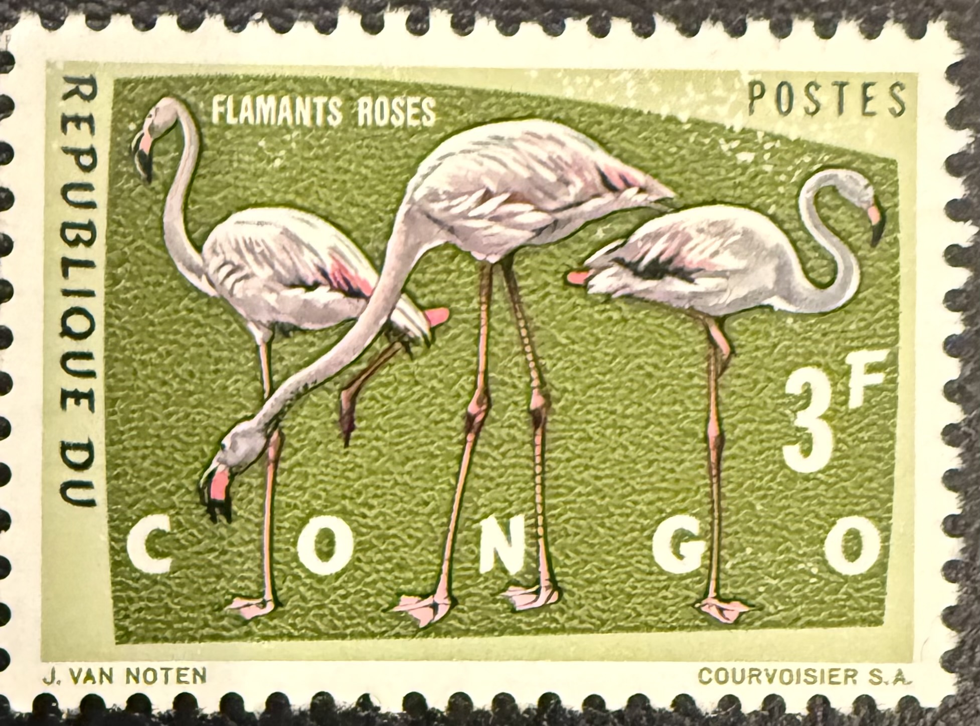 Rose Flamingos