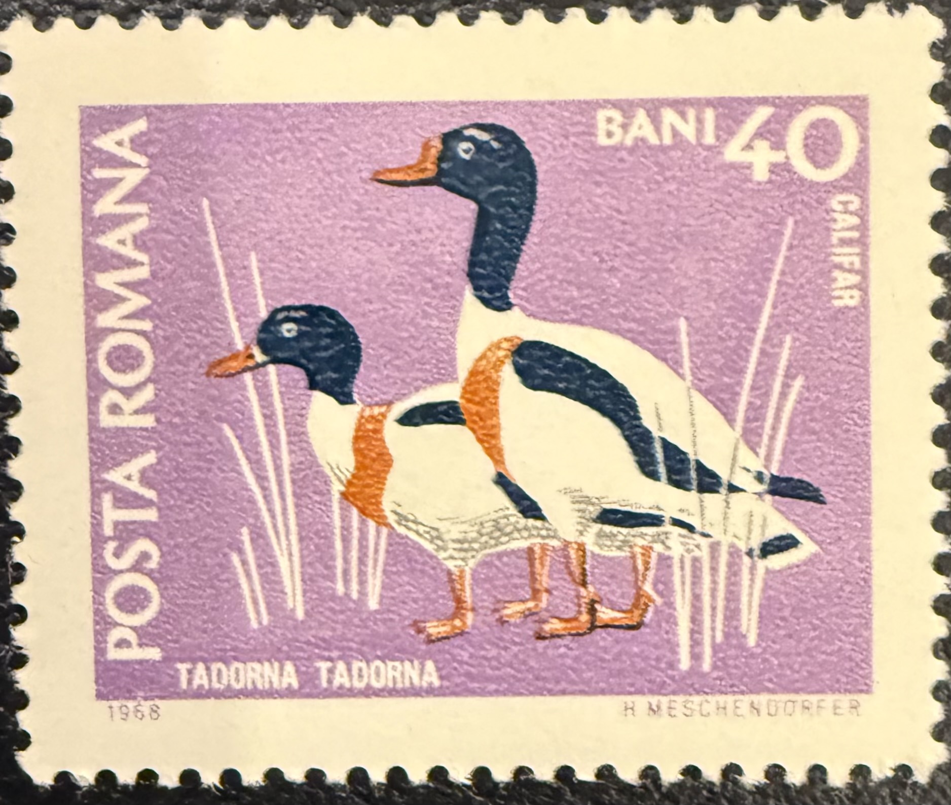 Common Shelduck- Romania
