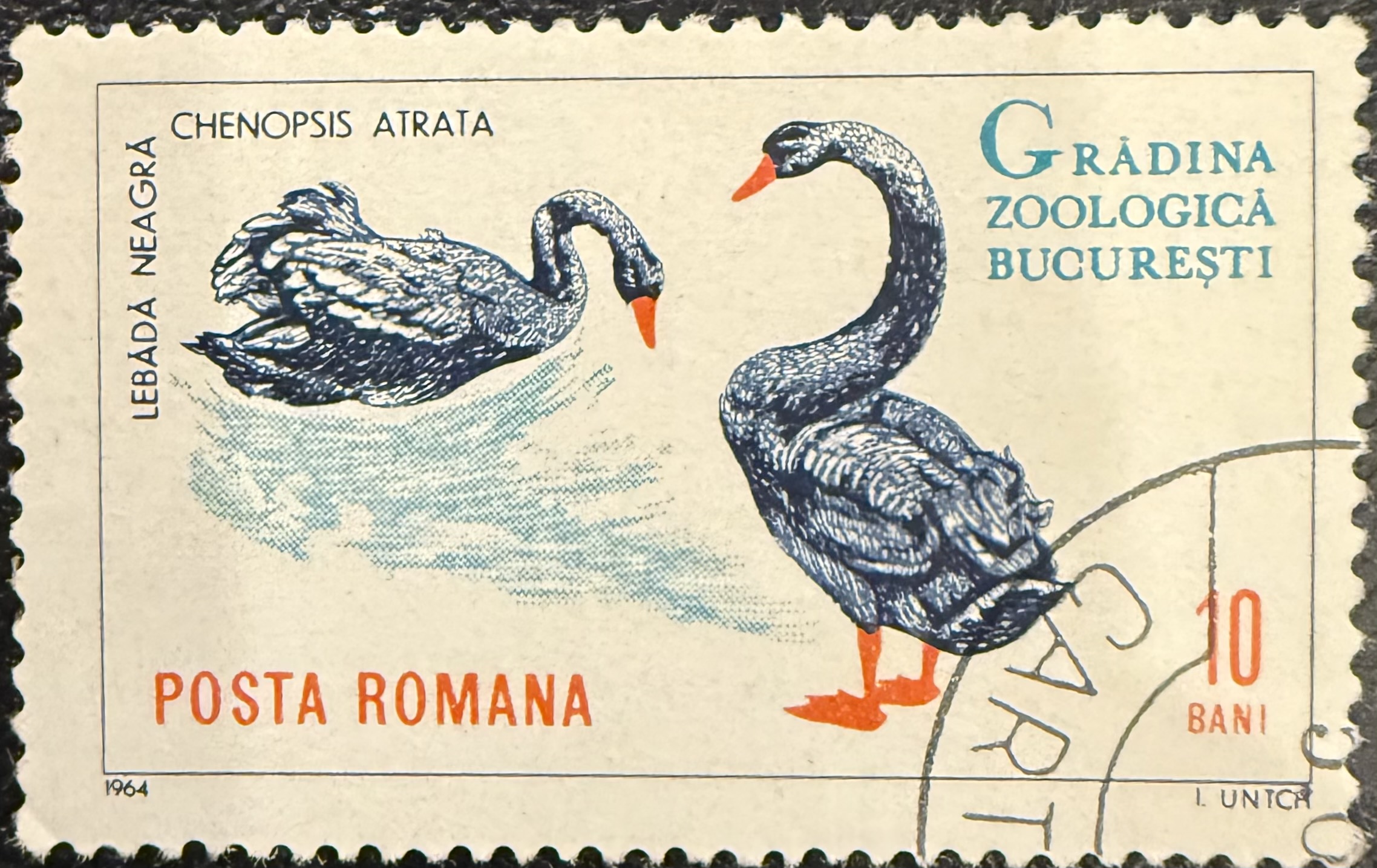 Black Swans