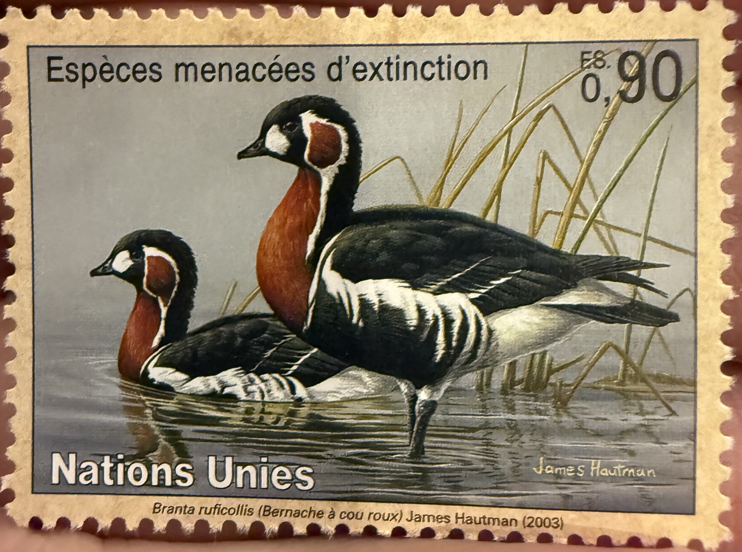 Red Breasted Goose