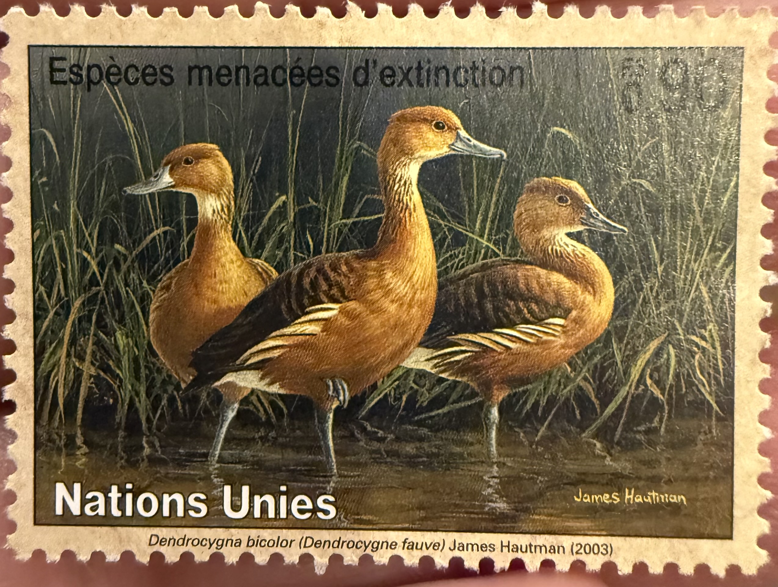 Fulvous Whistling Ducks