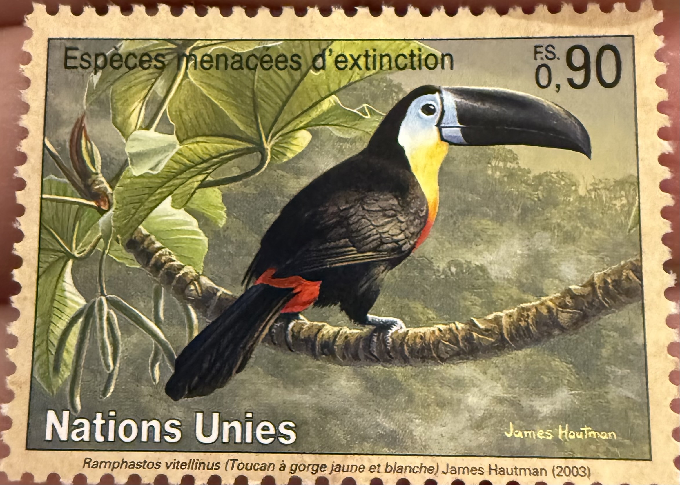Channel Billed Toucan