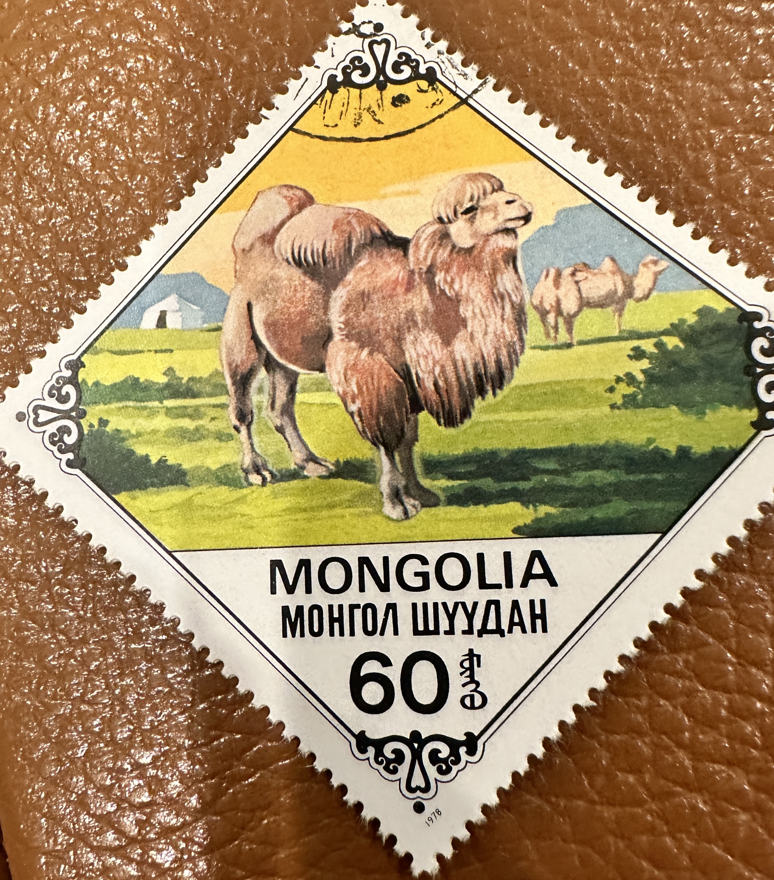 Mongolia Camels 3