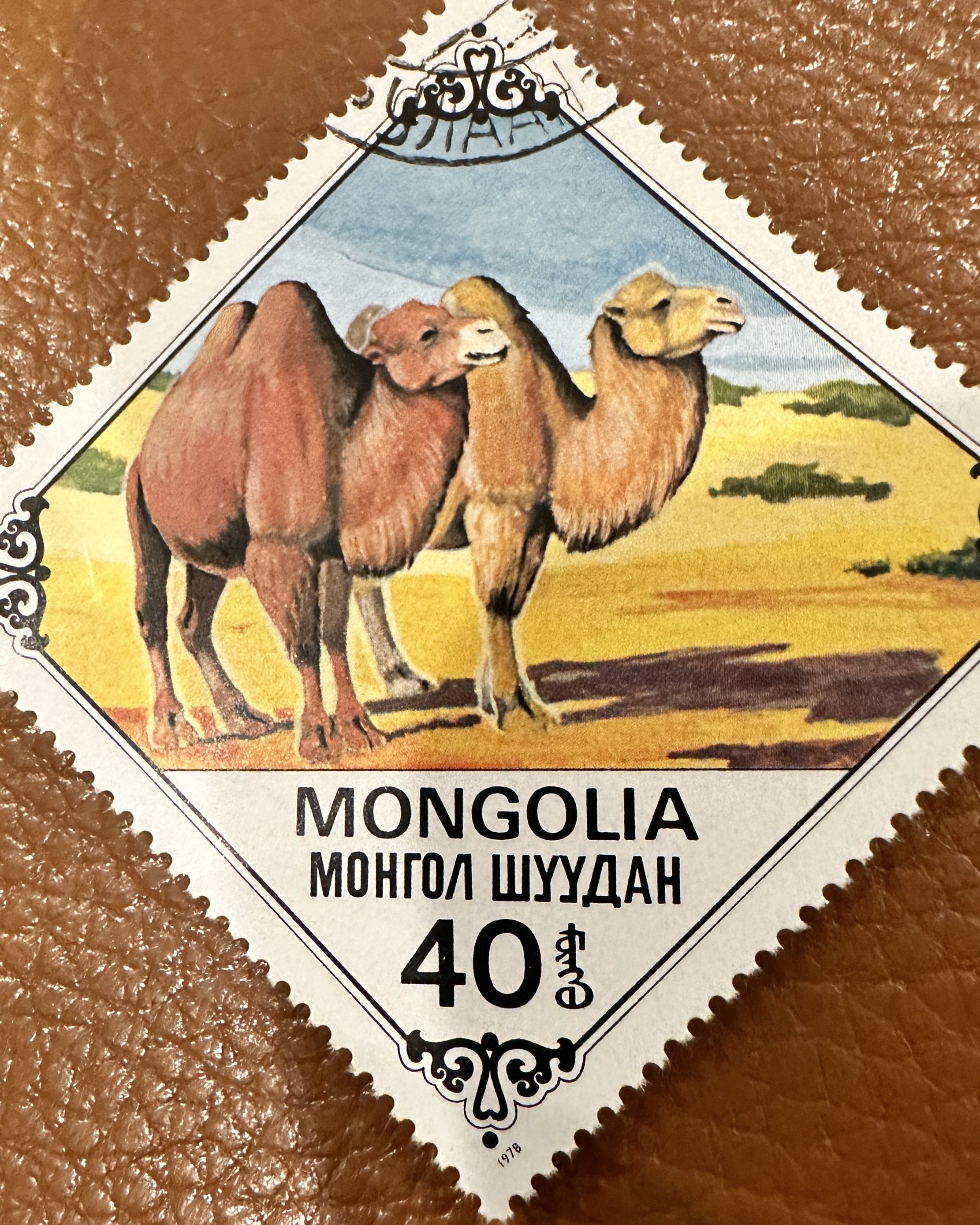 Mongolia Camels 4