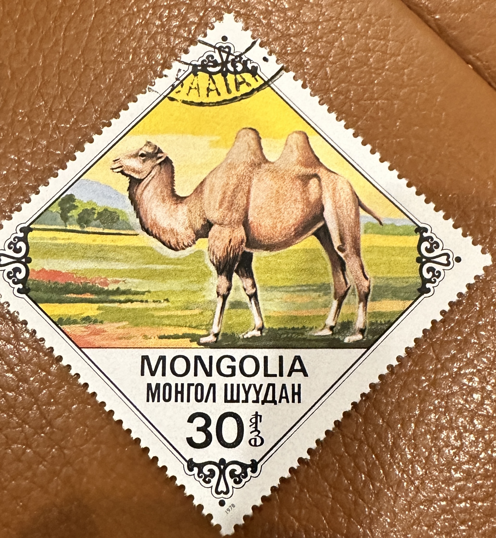 Mongolia Camels 6