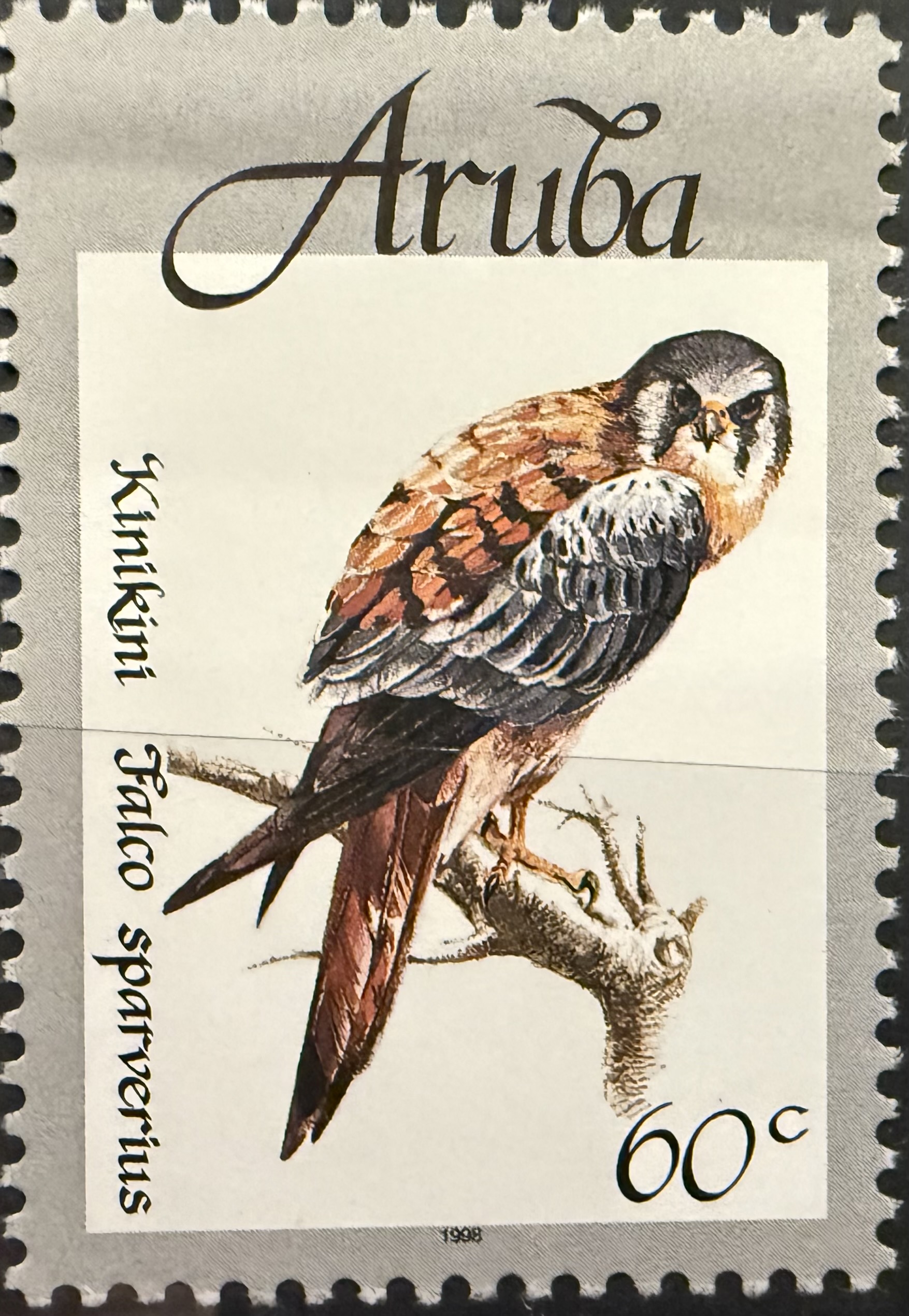 American Kestrel Aruba