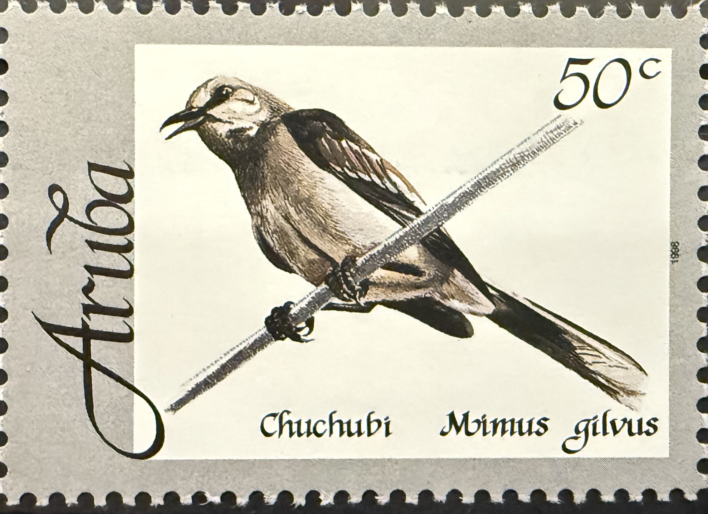 Tropical Mockingbird