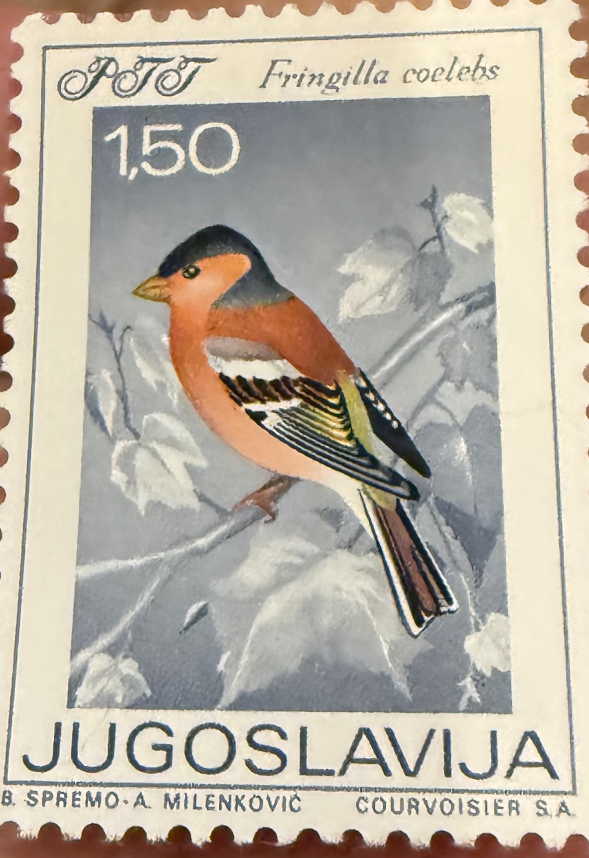 Chaffinch 1968