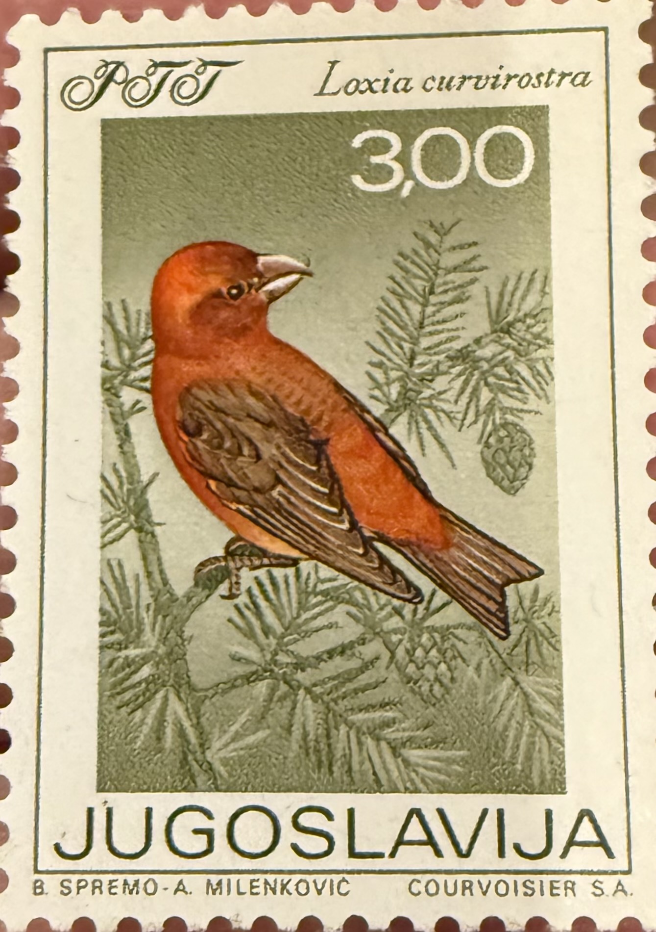 Red Crossbills 1968