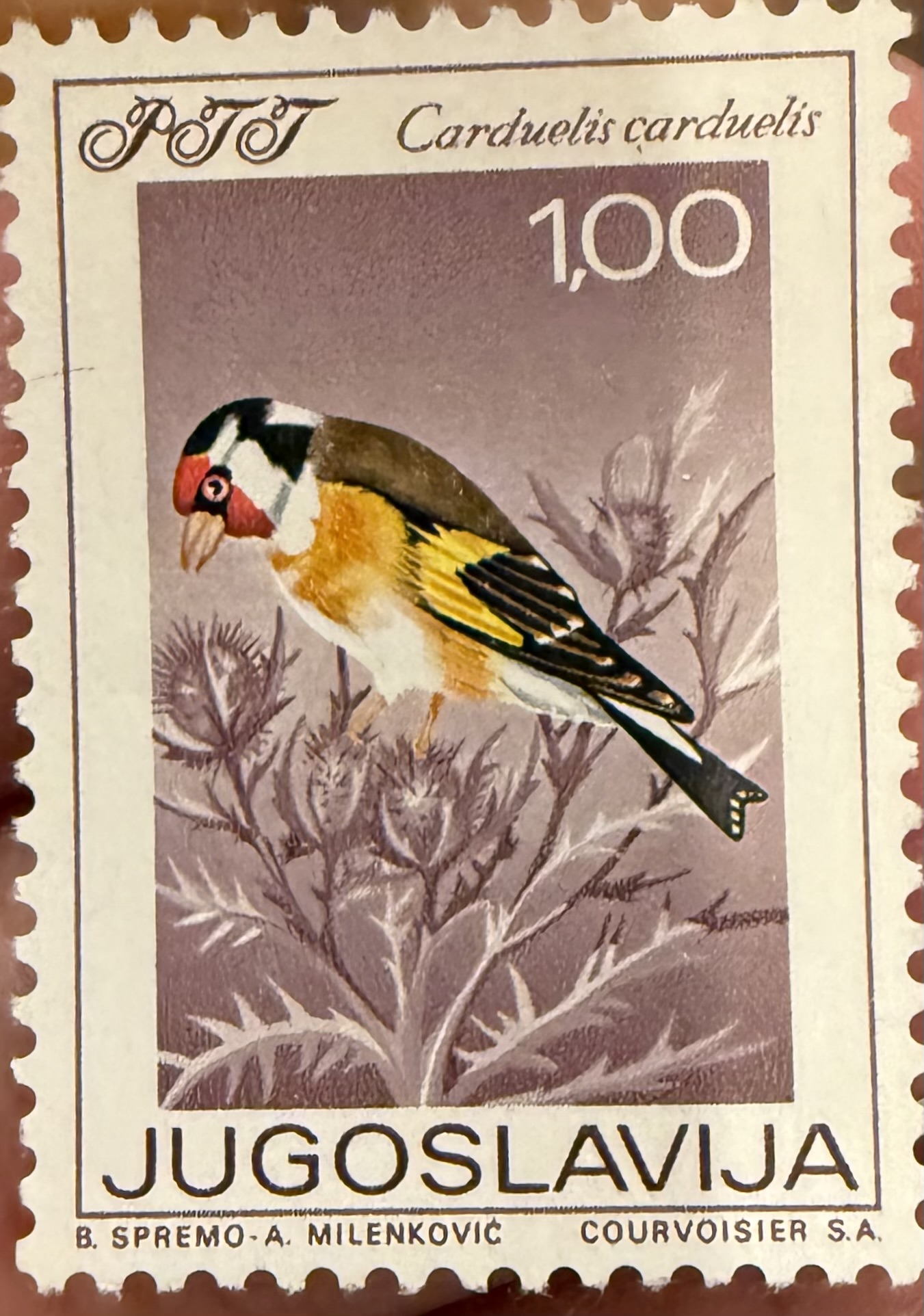 European Goldfinch 1968