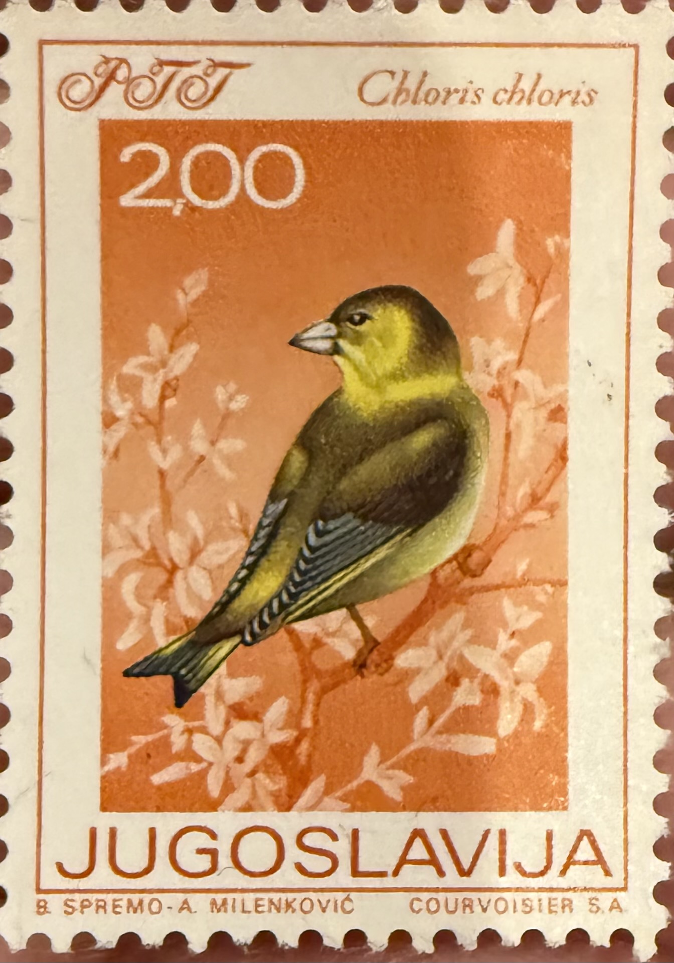 European Greenfinch