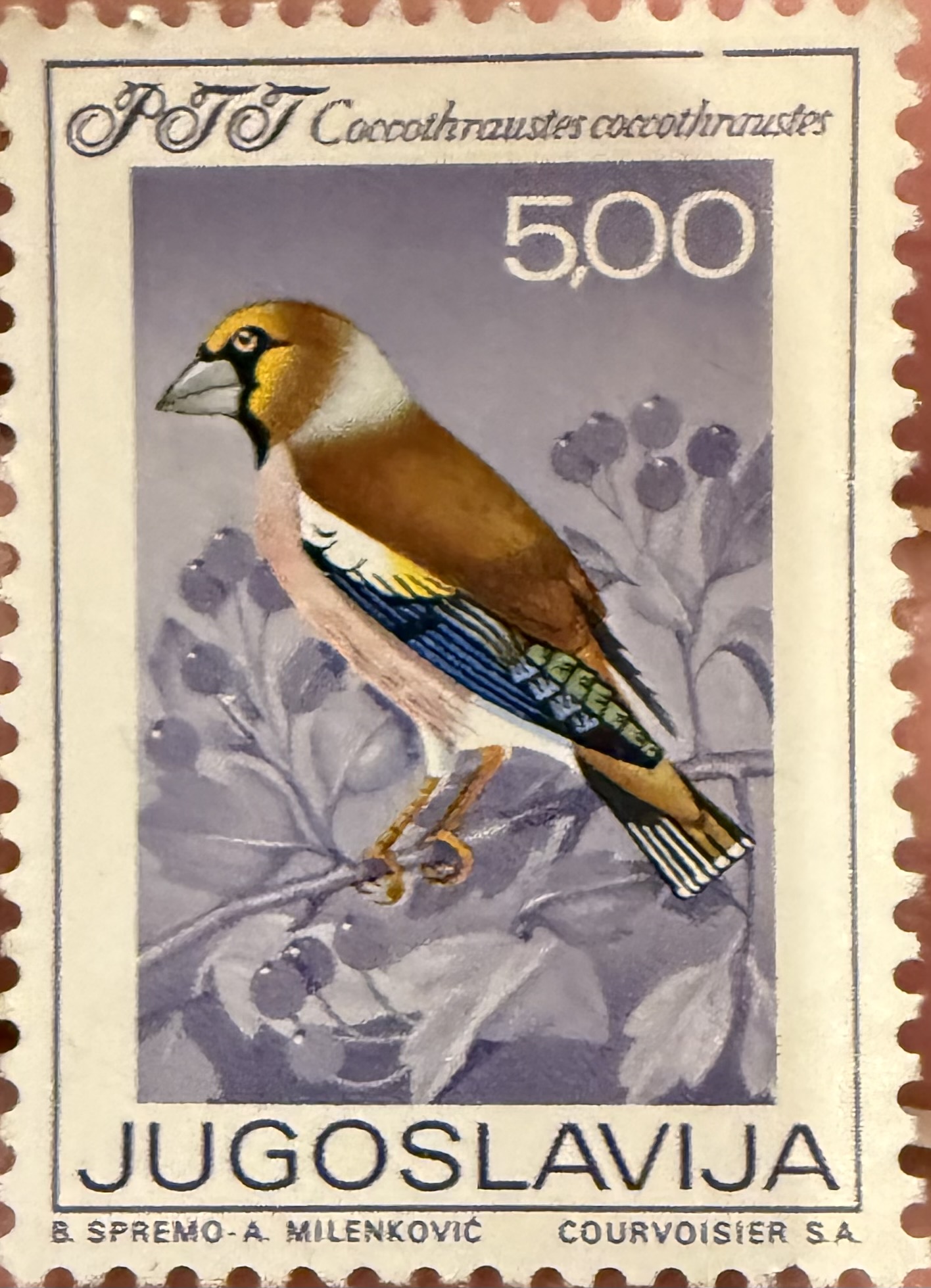 Hawfinch