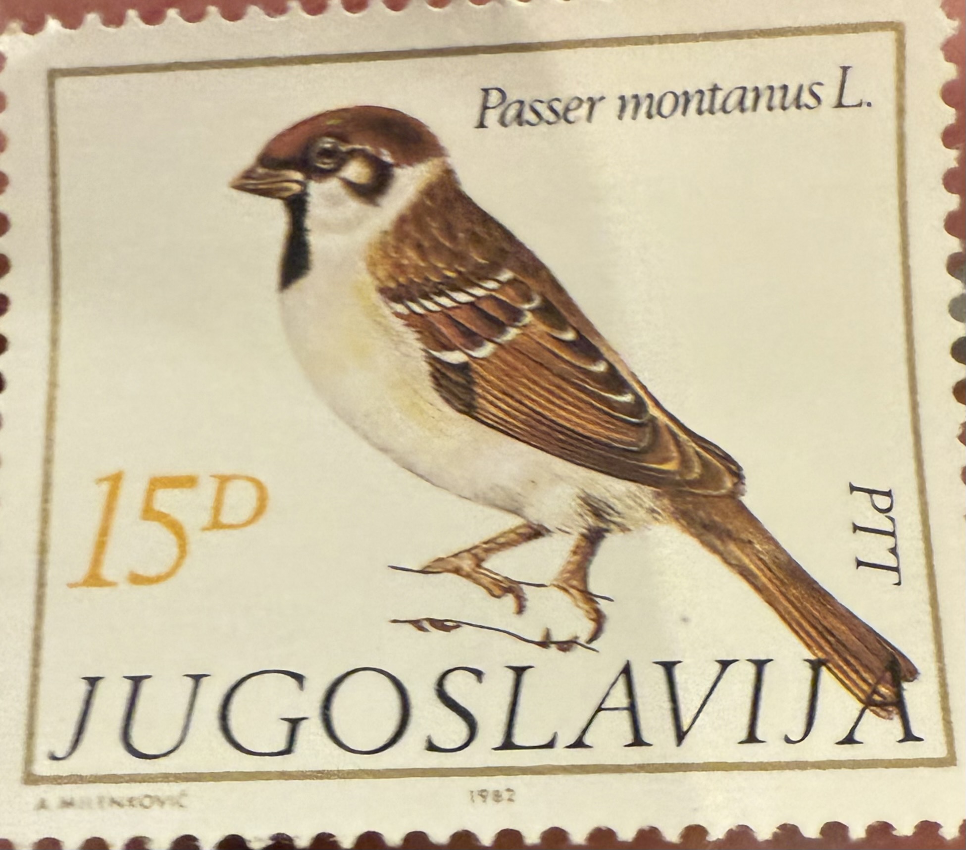 Eurasian Tree Sparrow