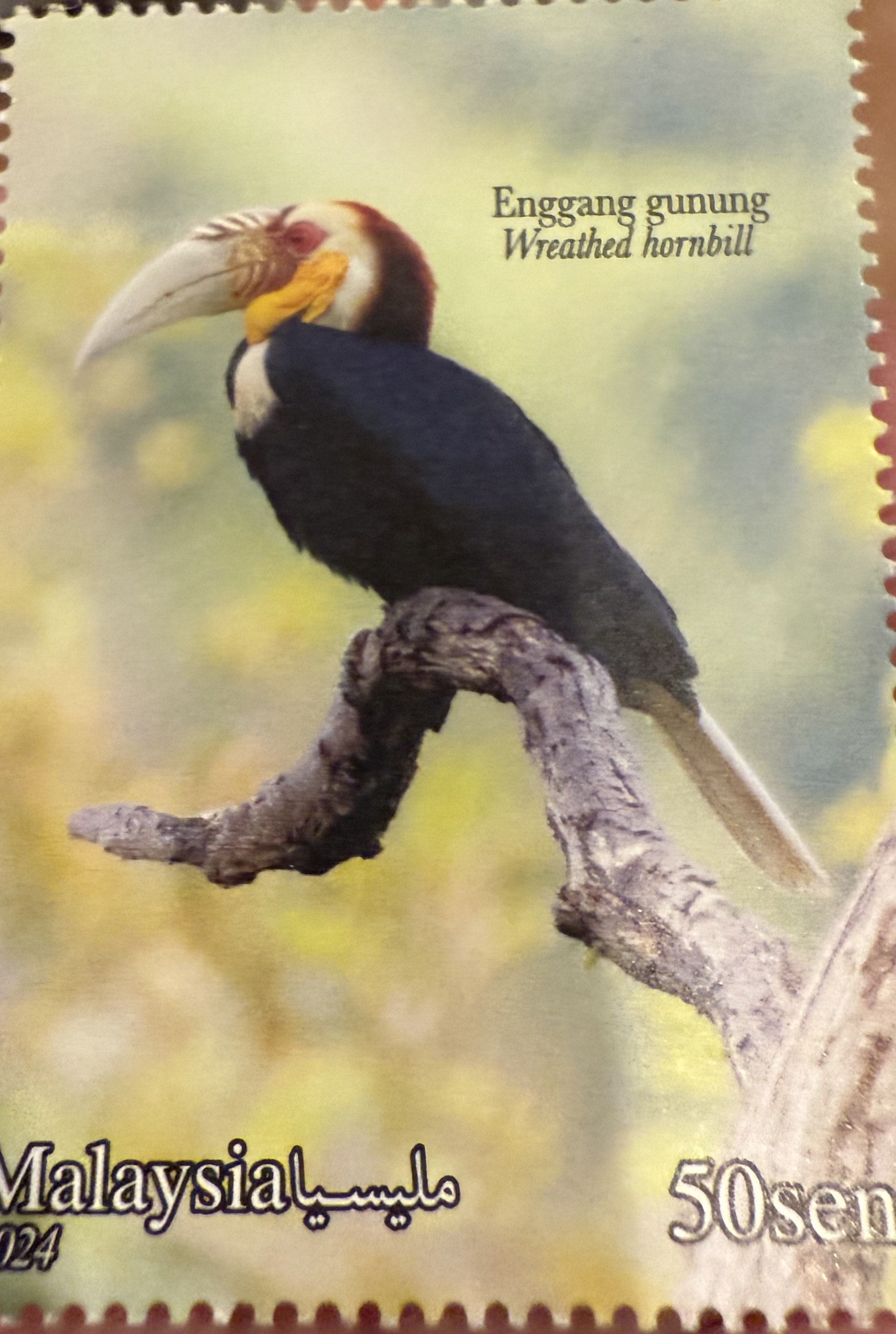 Wreathed Hornbill