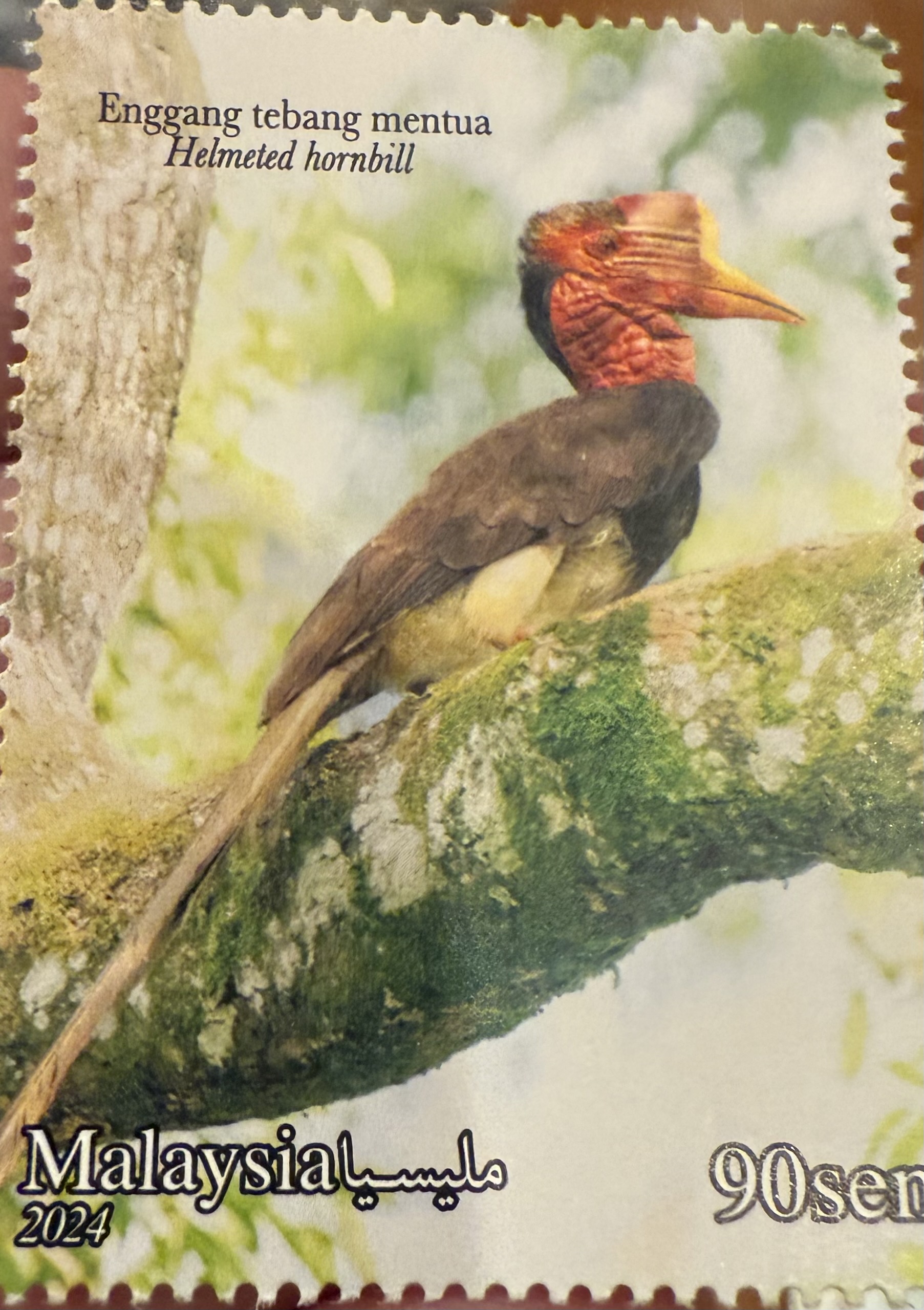 Helmeted Hornbill
