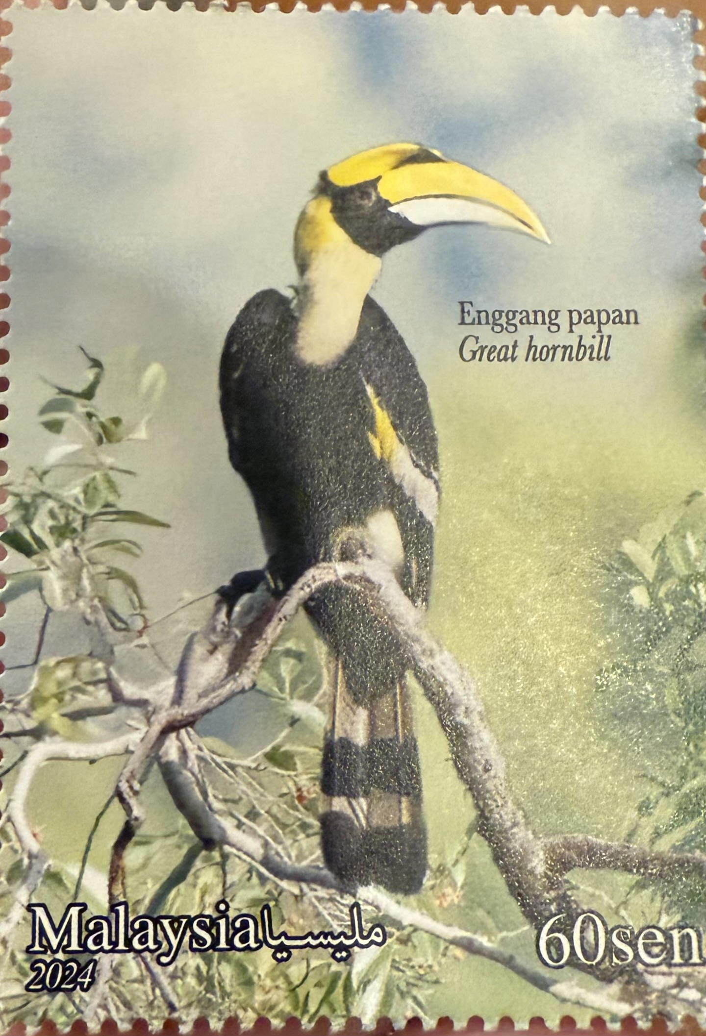 Great Hornbill