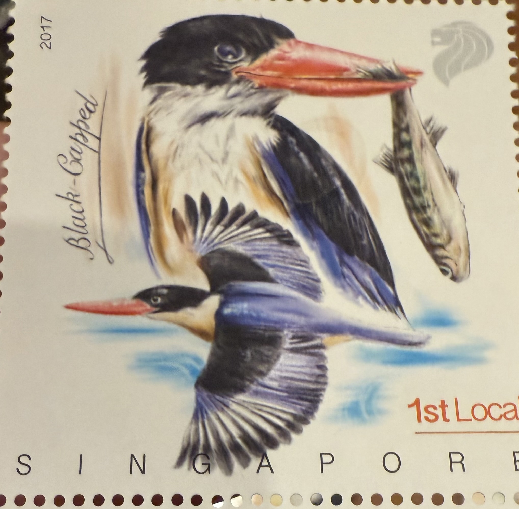 Black Capped Kingfisher