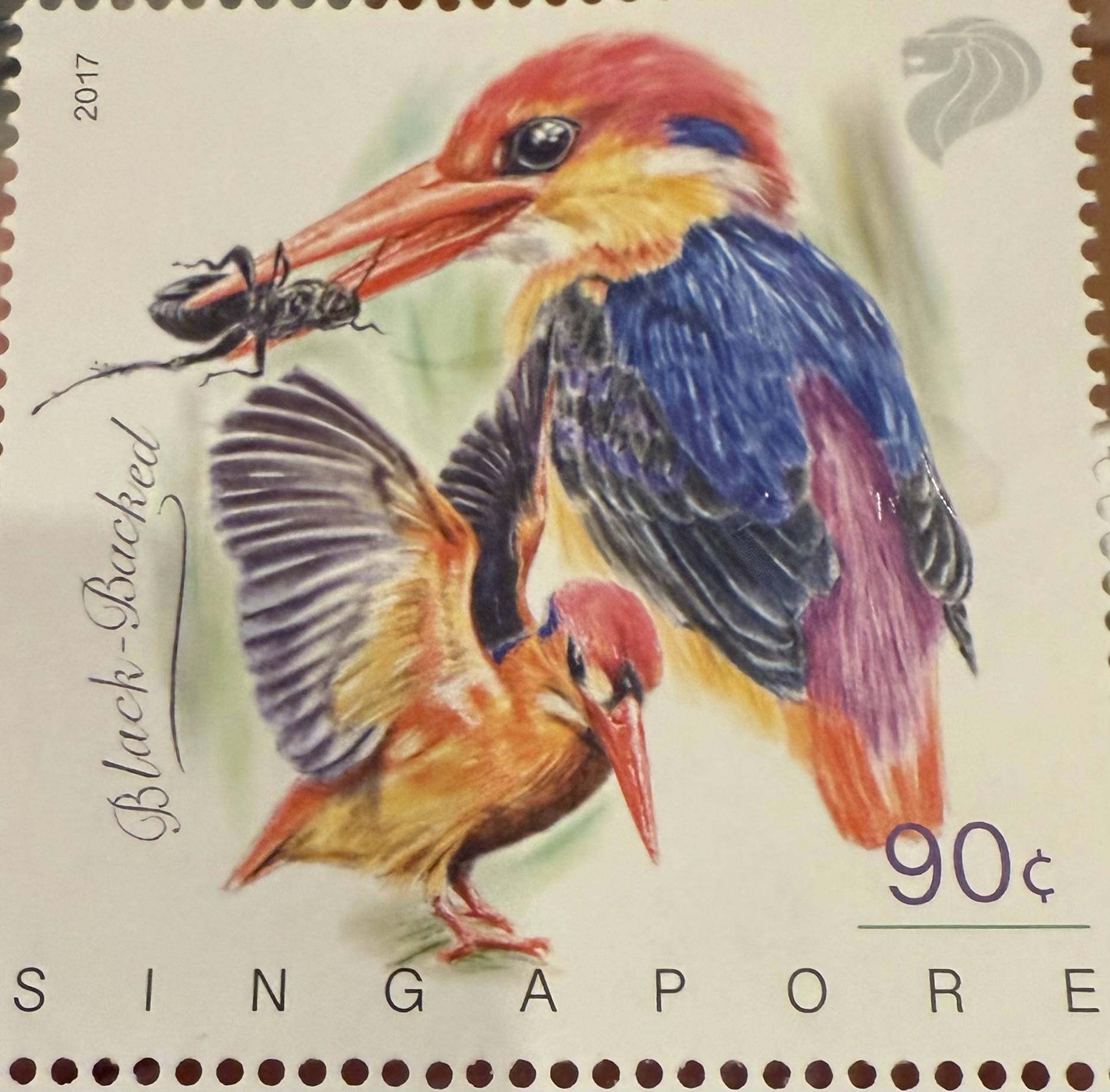 Black Backed Kingfisher