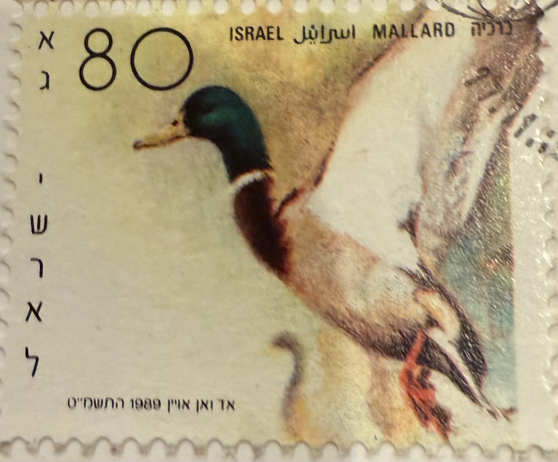 Mallard Israel