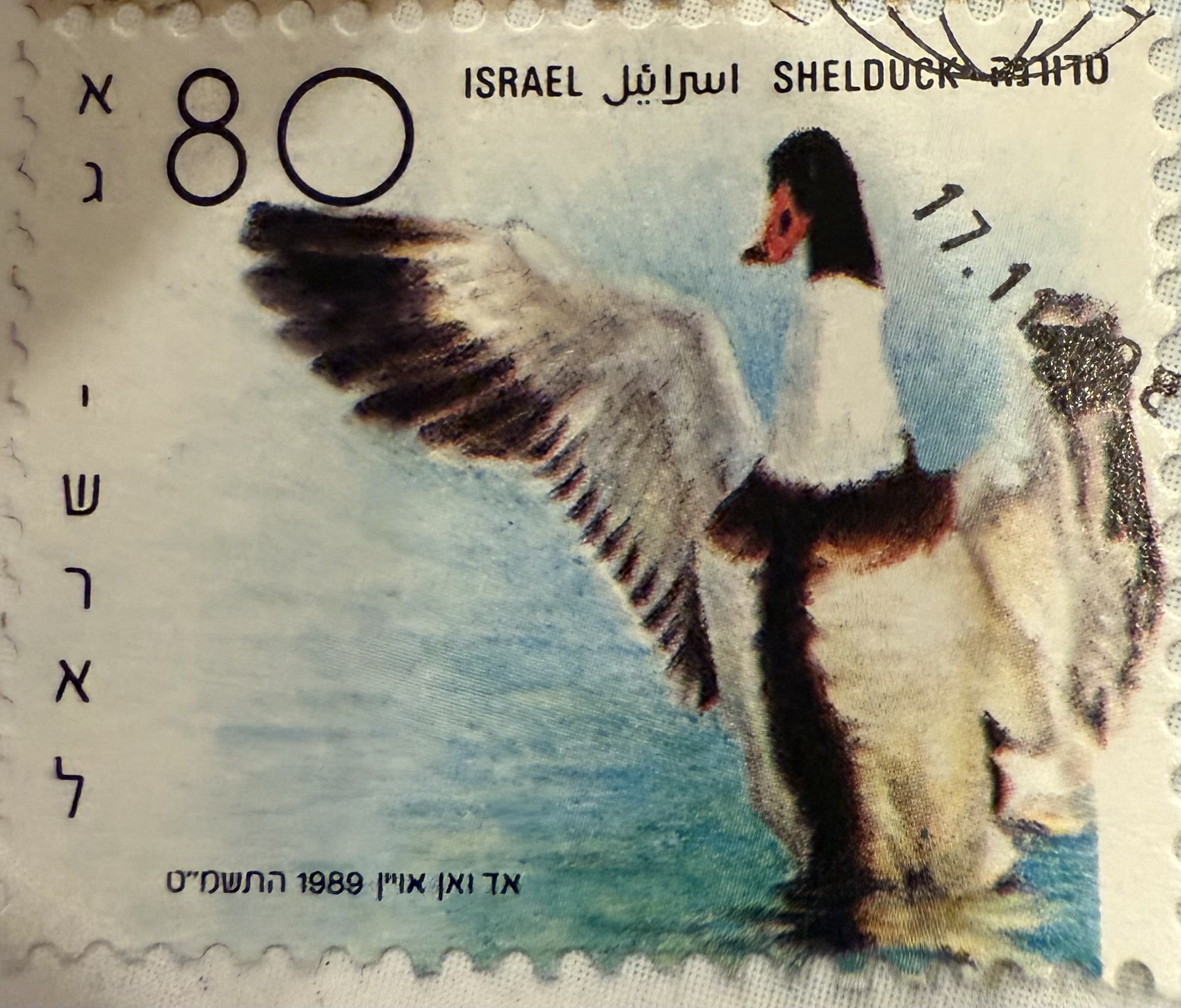 Common Shelduck   israel