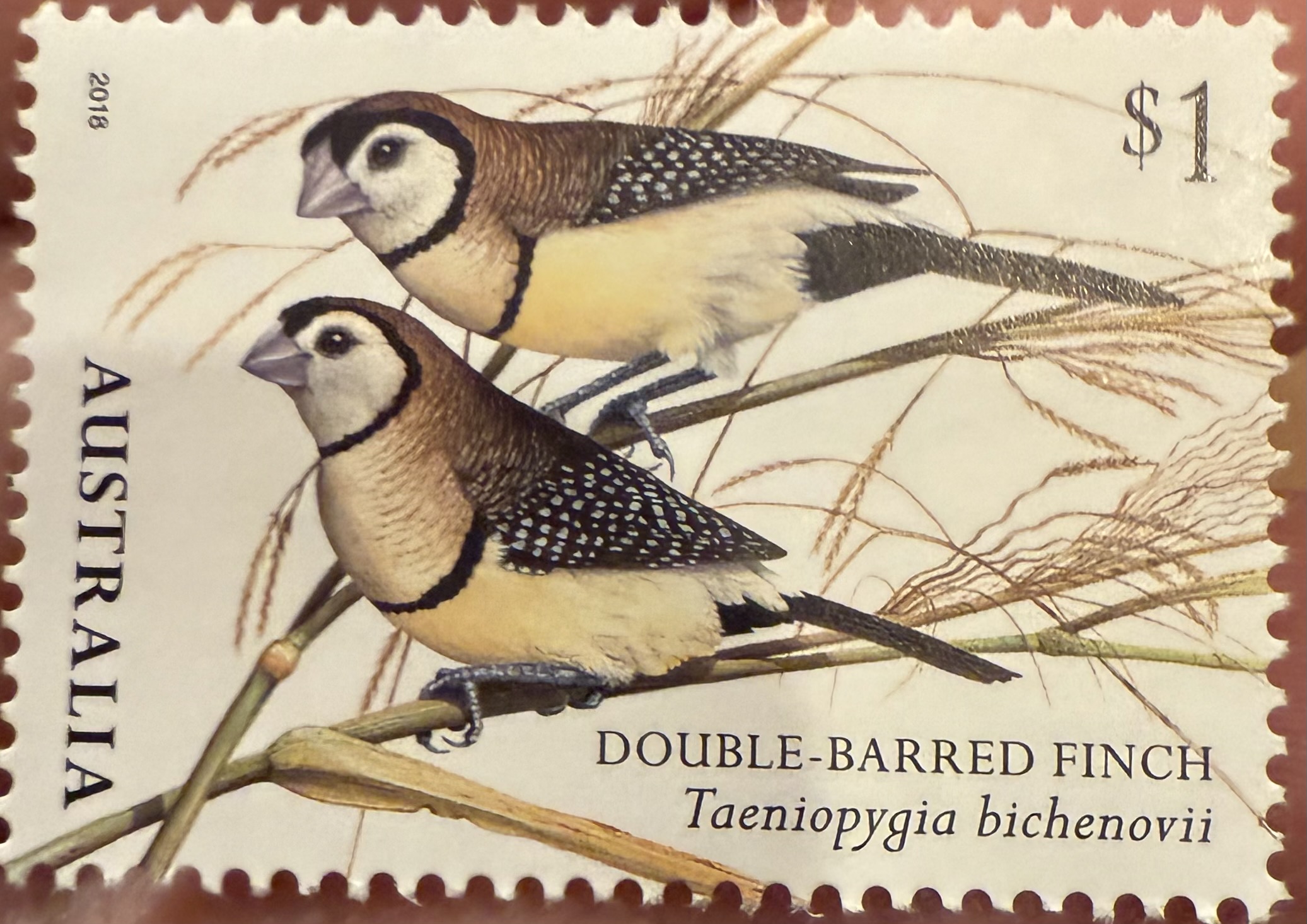 Double Barred Finch