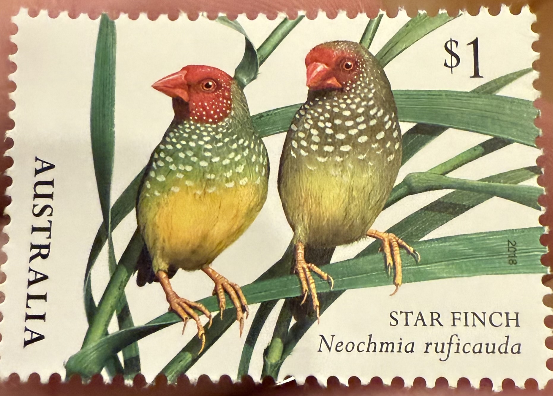 Star Finch