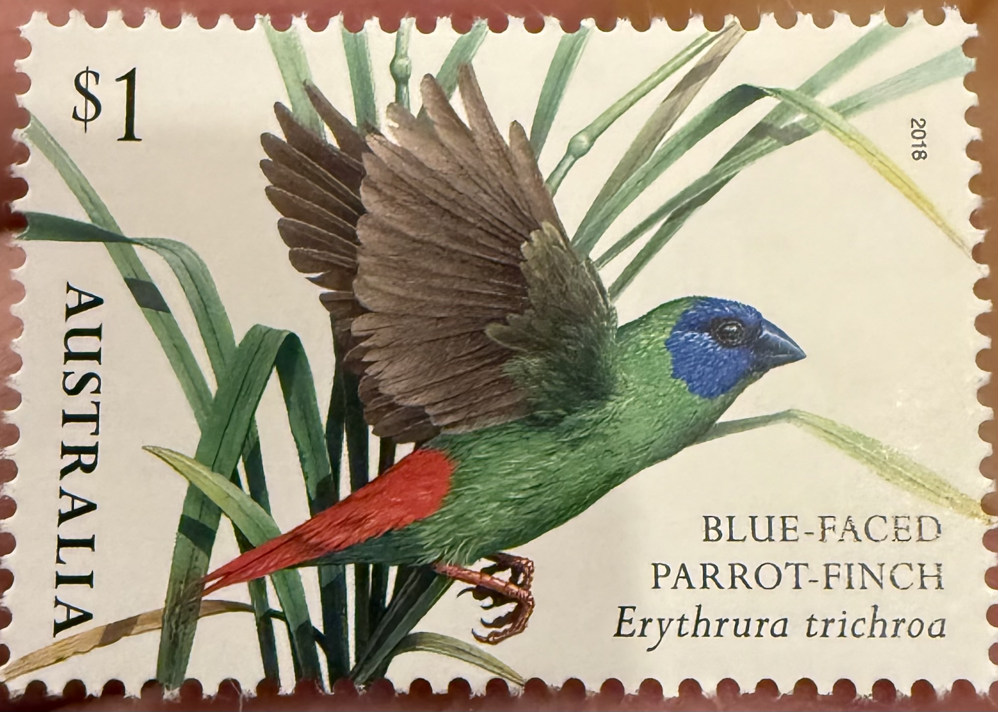 Blue Faced Parrot Finch