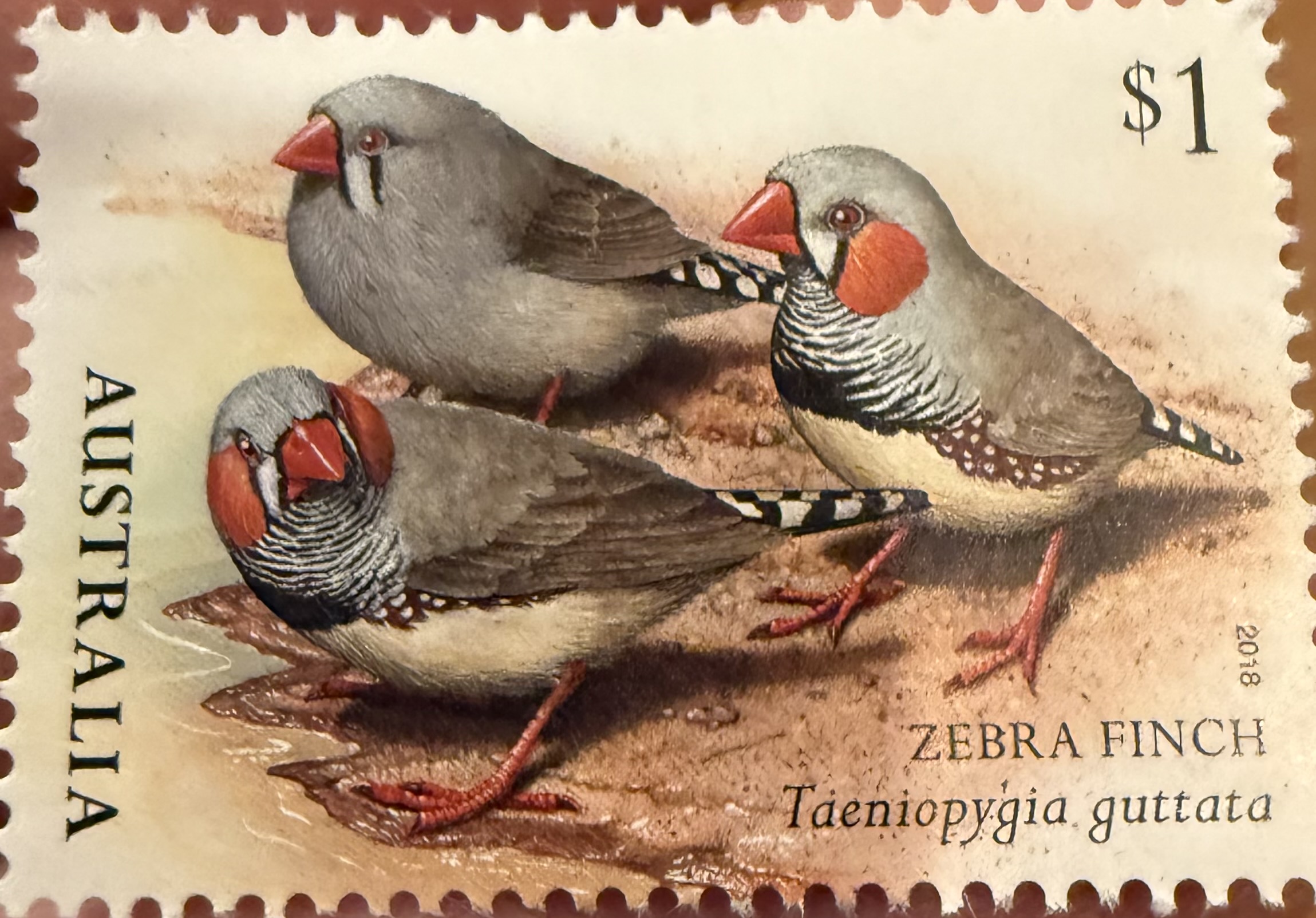 Zebra Finch