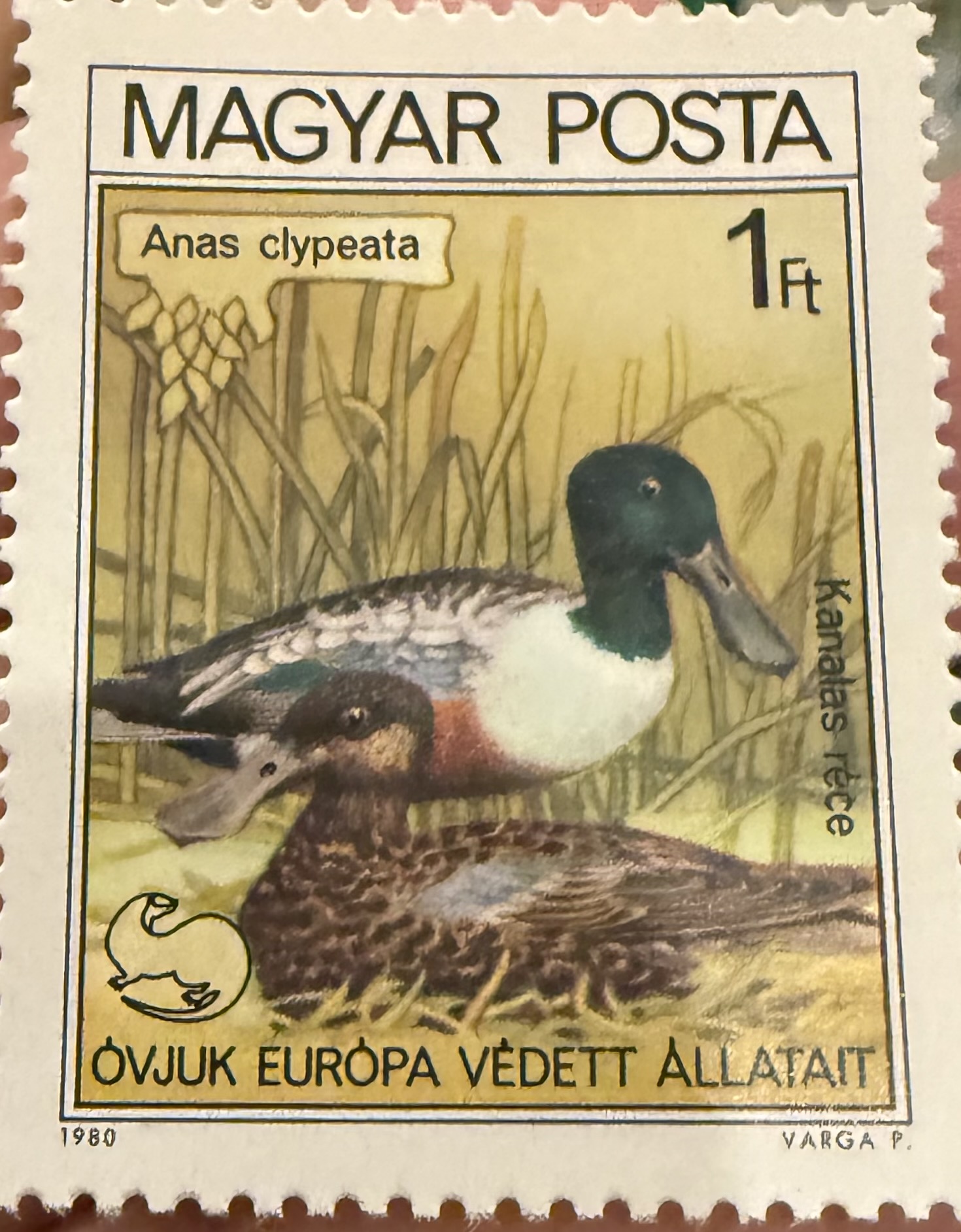 Northern Shoveler Hungary