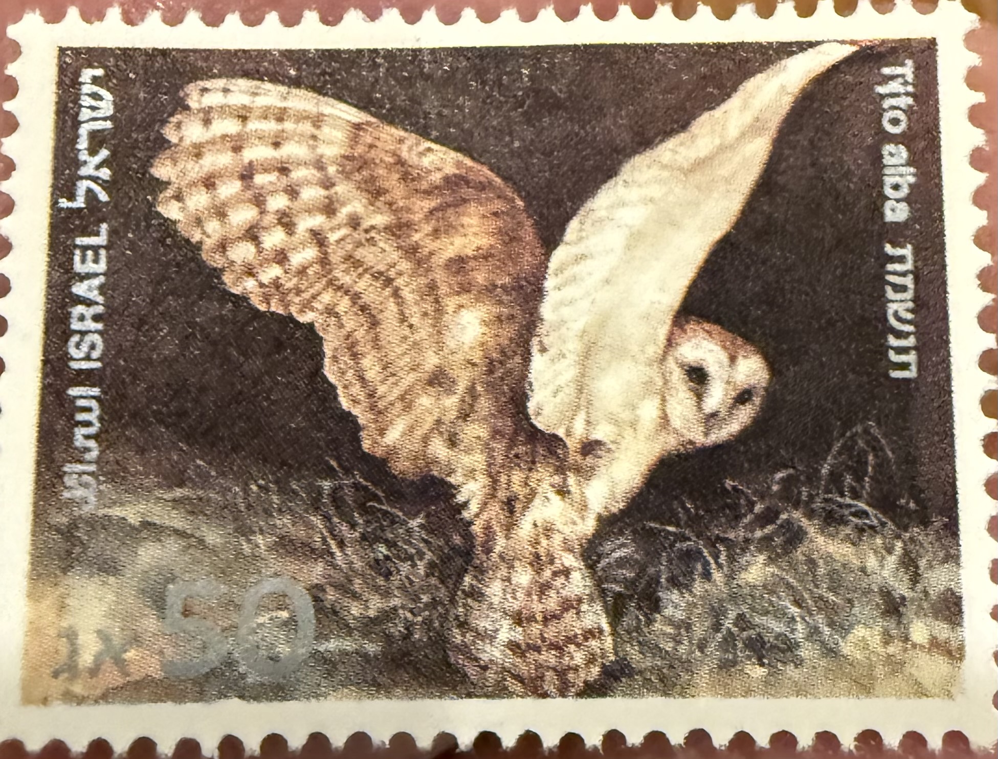 Barn Owl