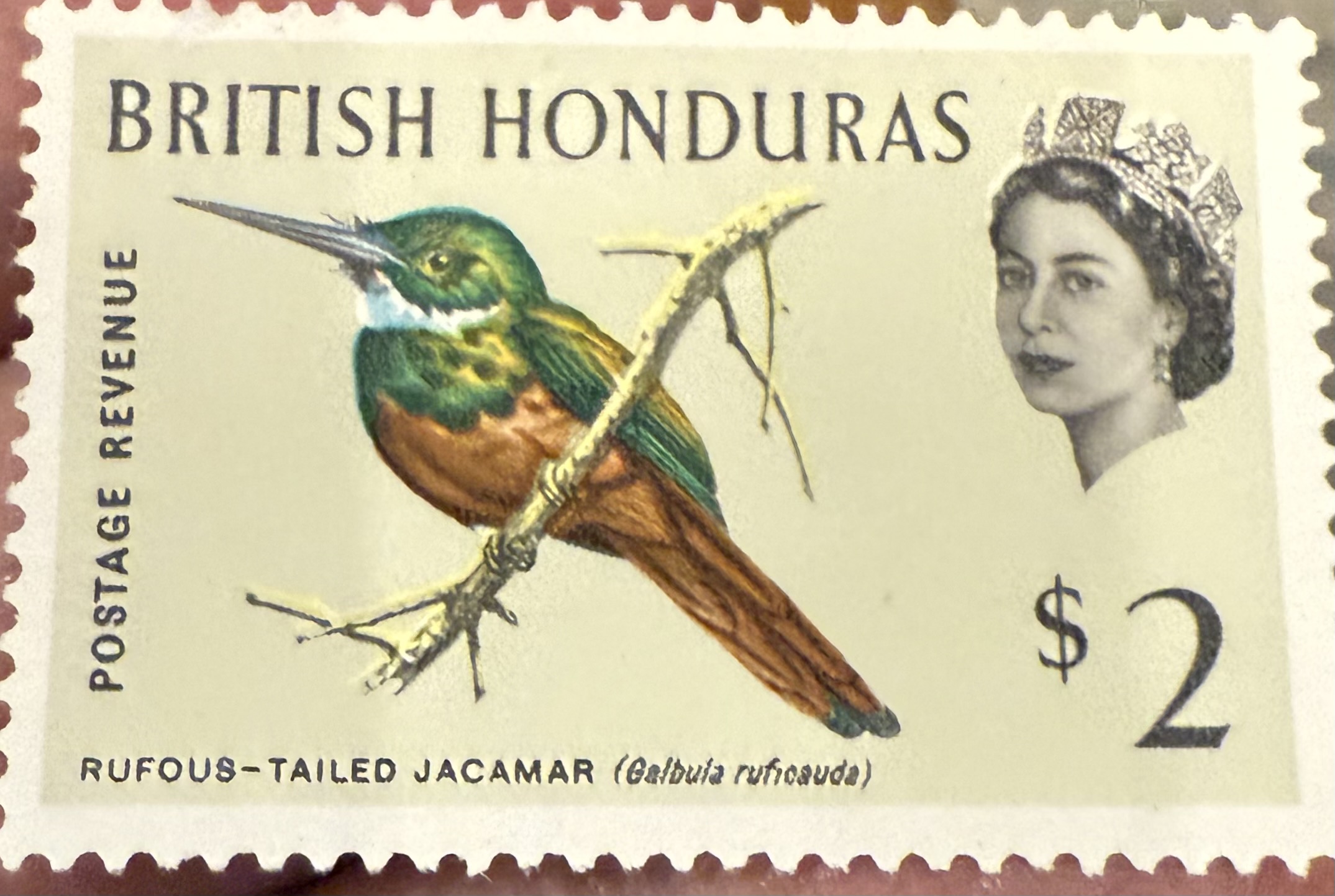 Rufous Tailed Jacamar