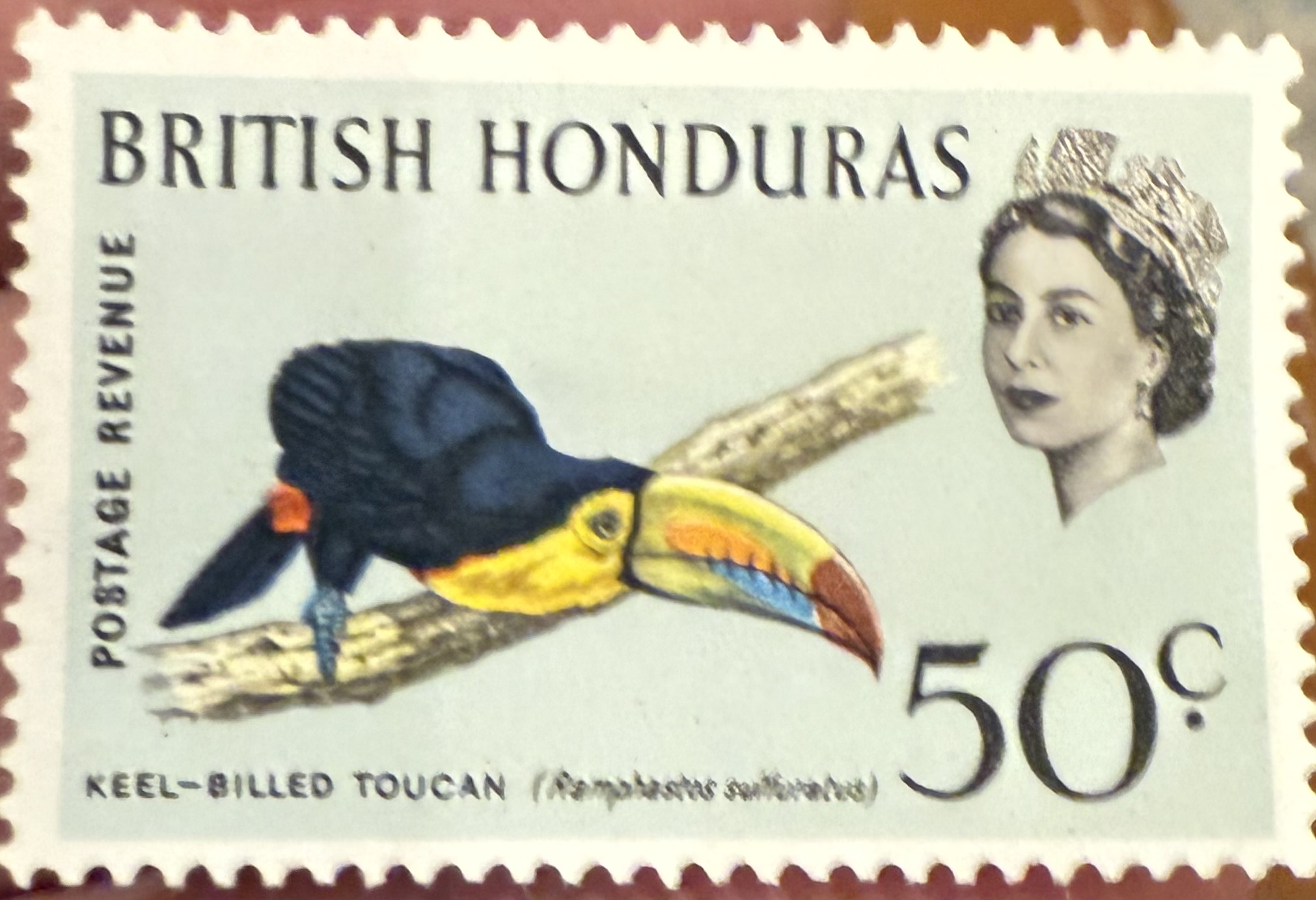 Keel Billed Toucan BH