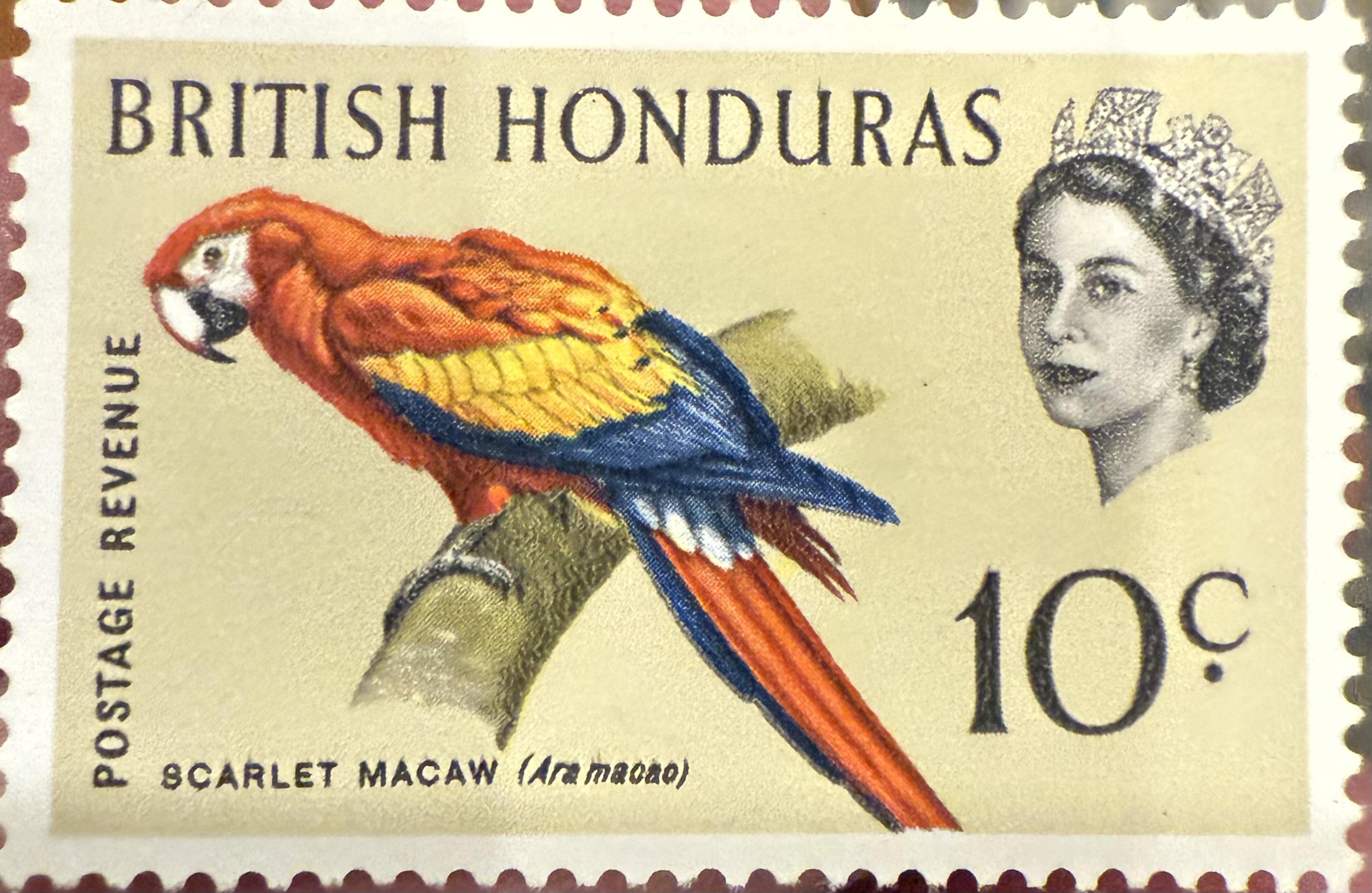 Scarlet Macaw BH