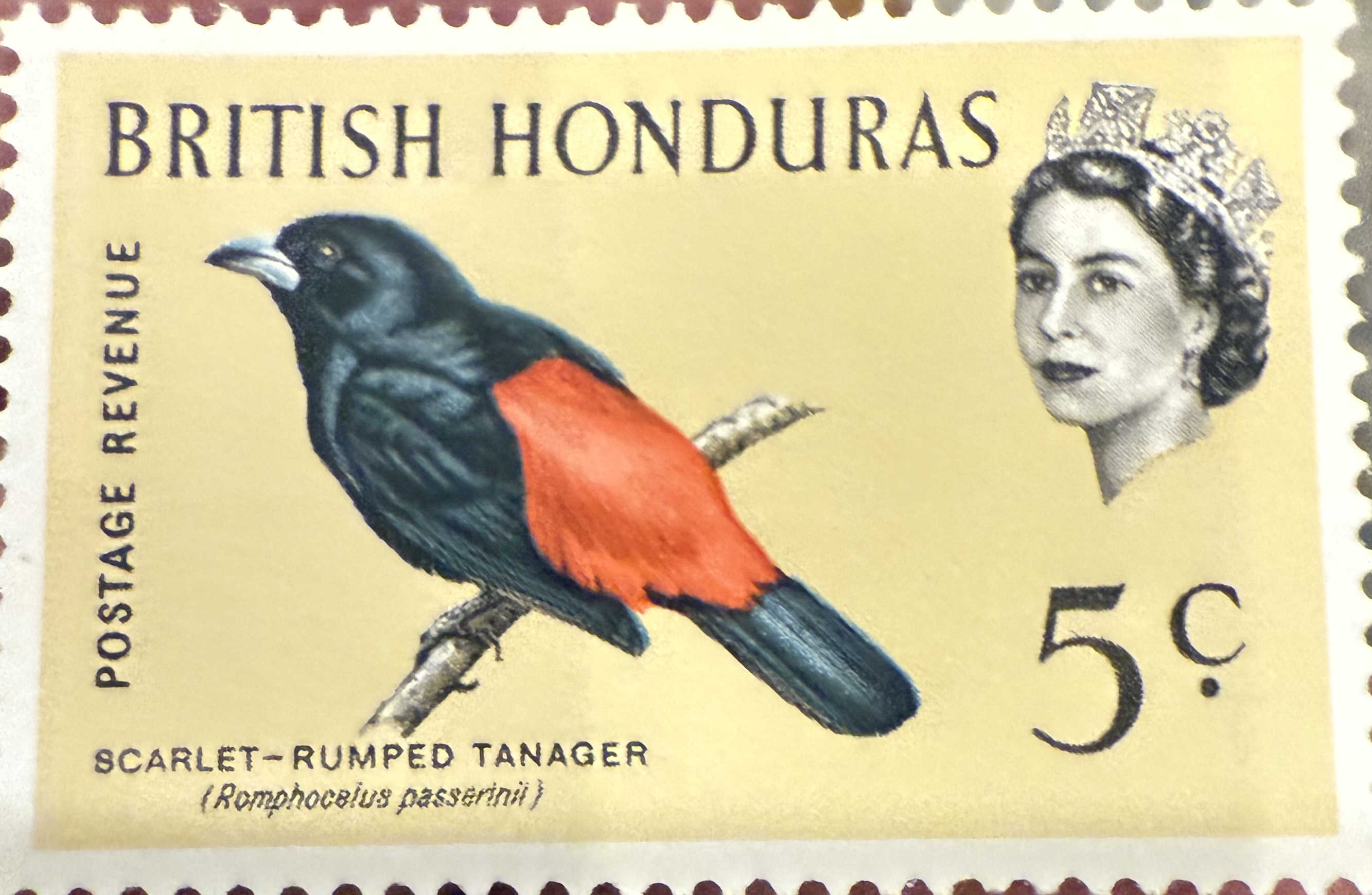 Scarlet Rumped Tanager