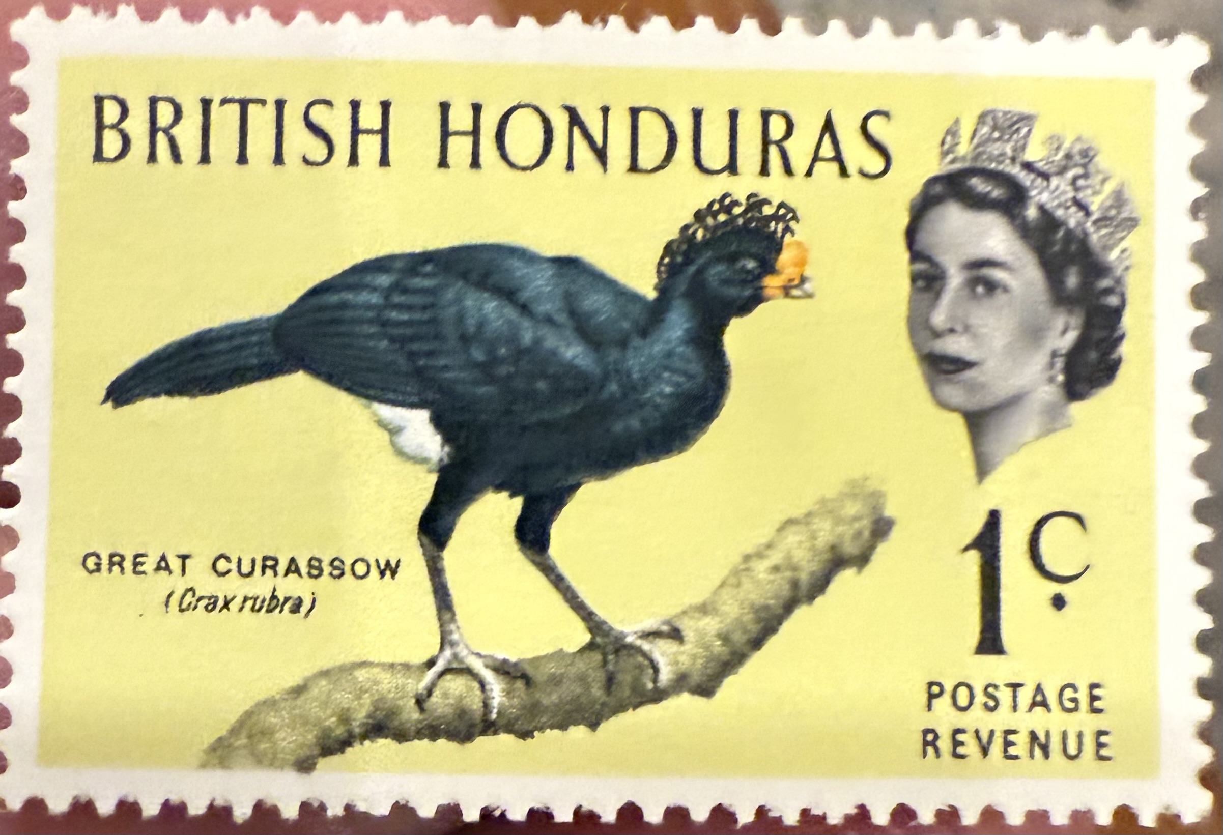 Great Currasow