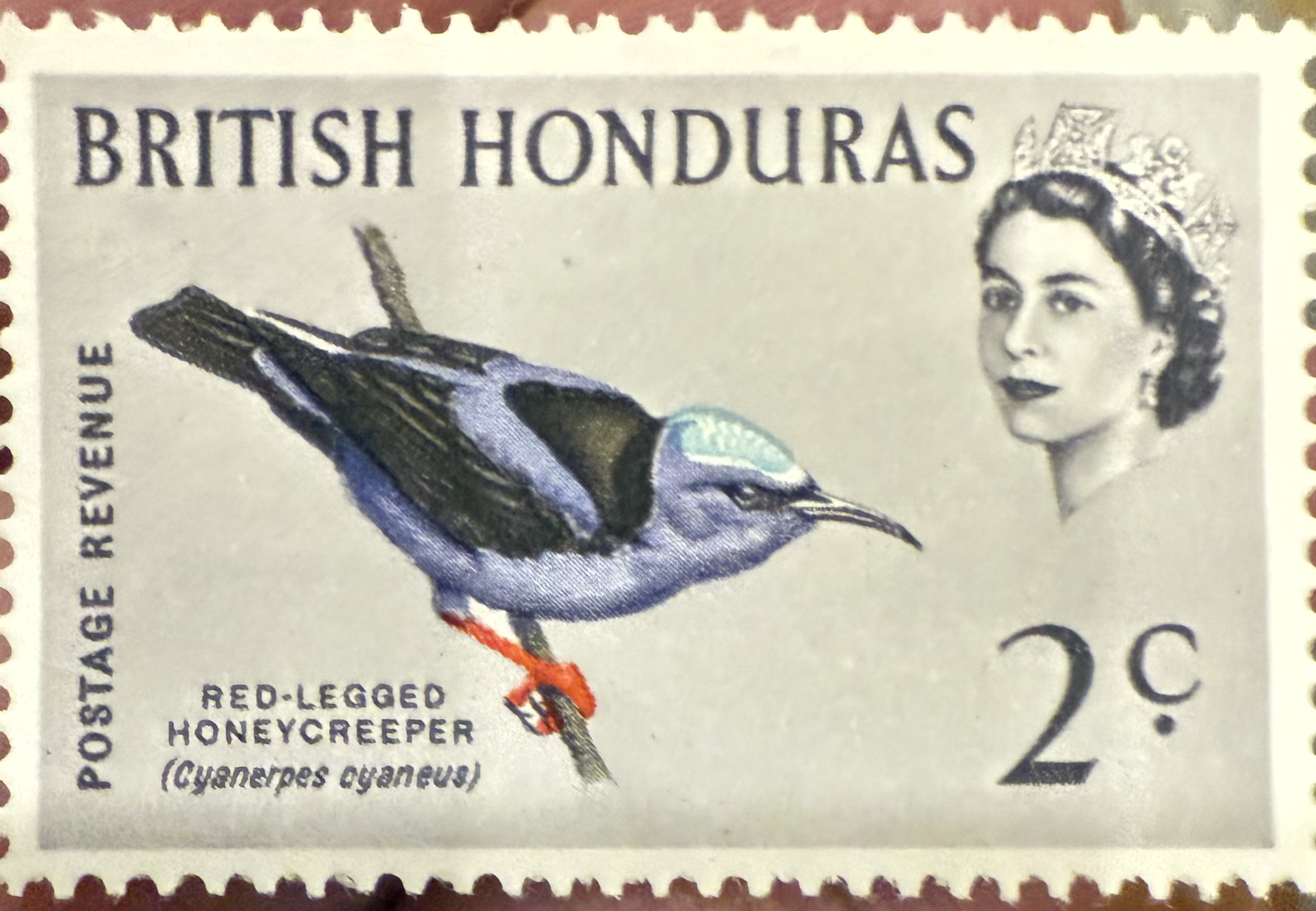 Red Legged Honeycreeper