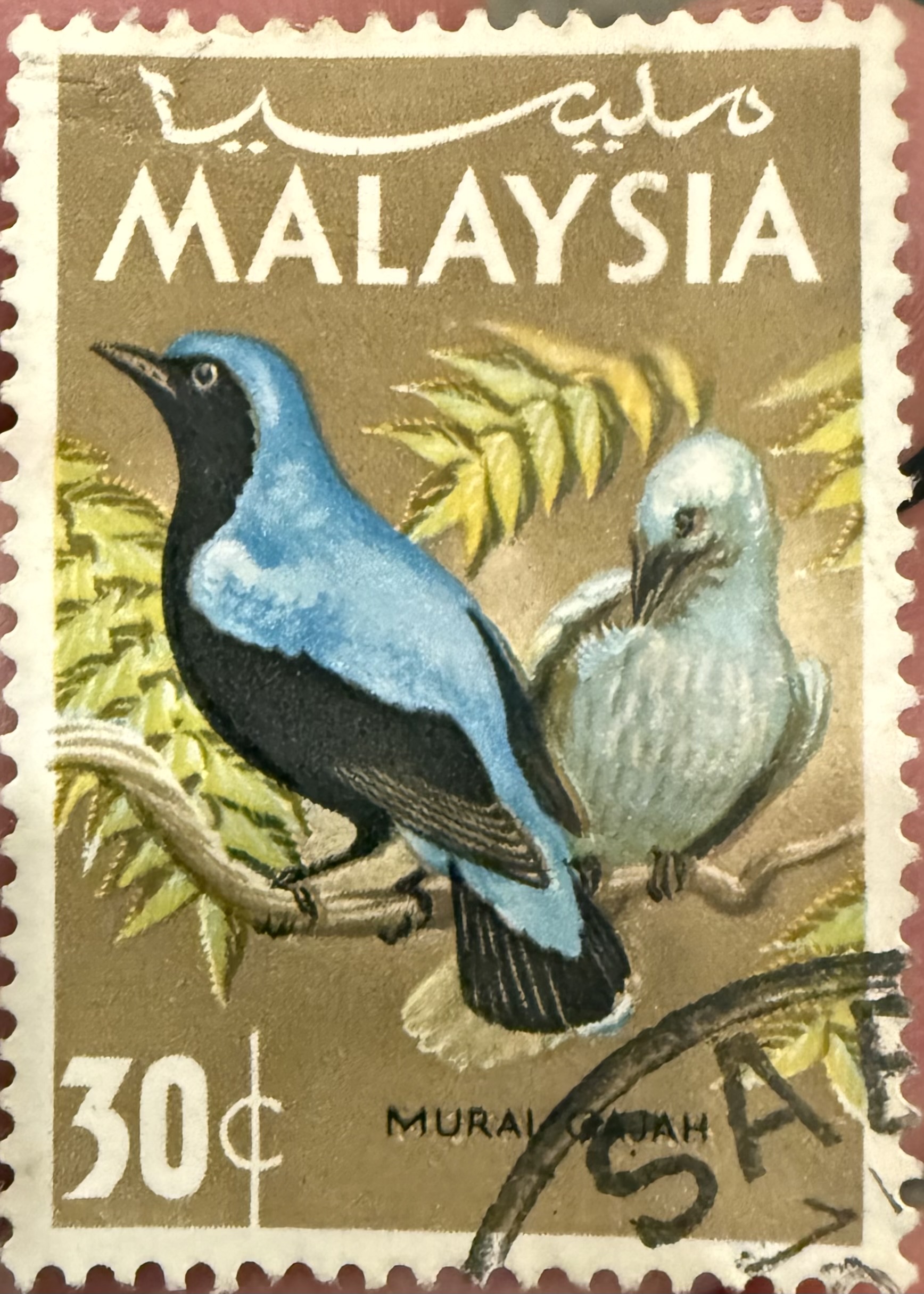 Asian Fairy Blue Bird