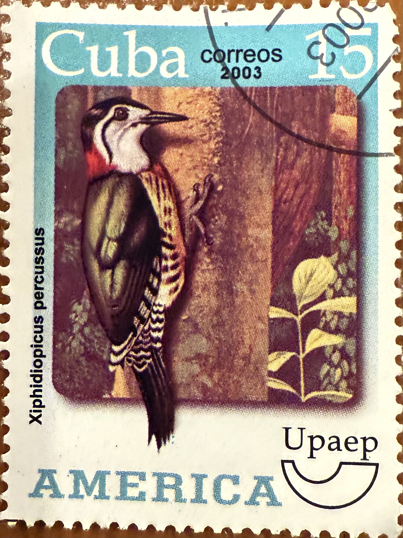 West Indian Woodpecker