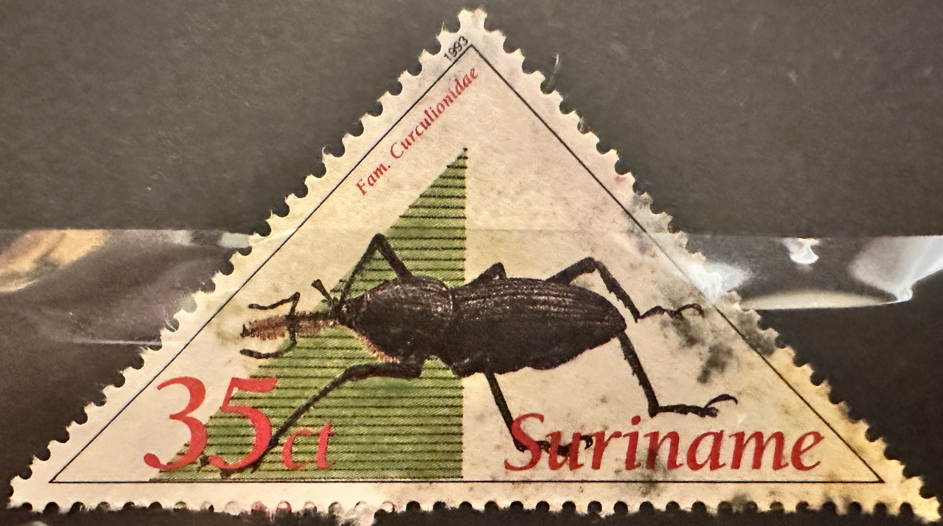 Suriname Beetles 8