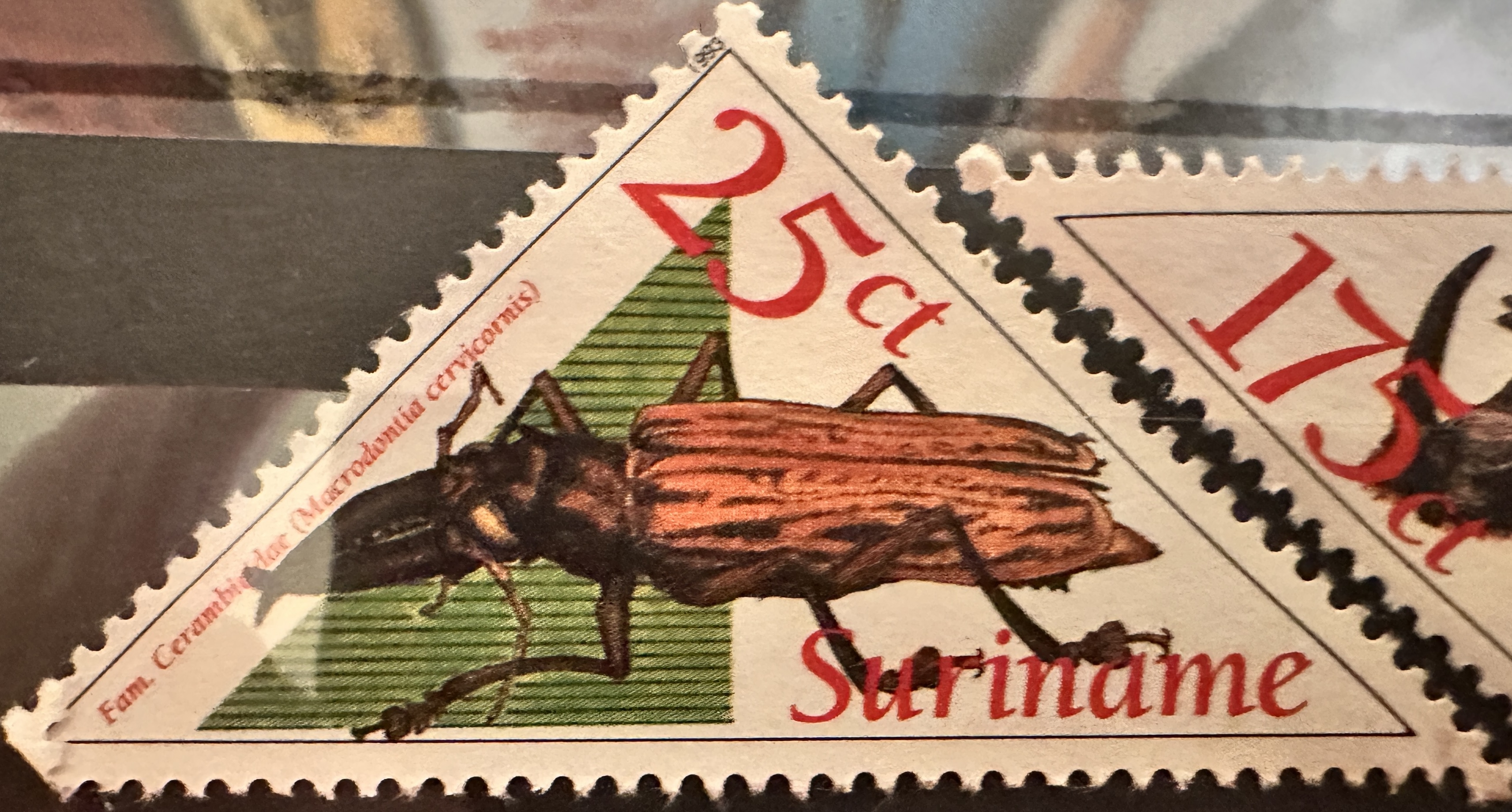 Suriname Beetles 3