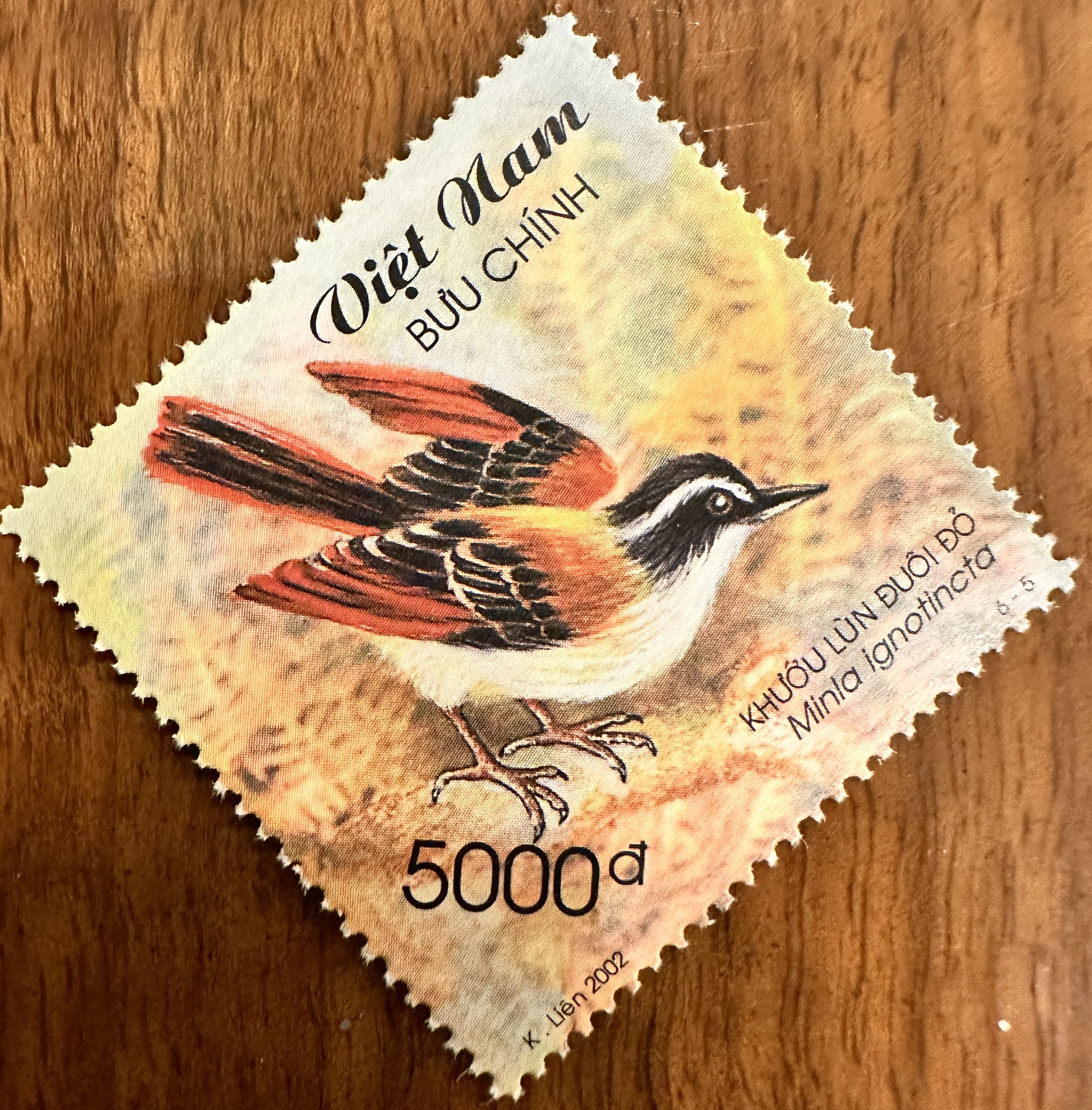 Vietnam Birds 6