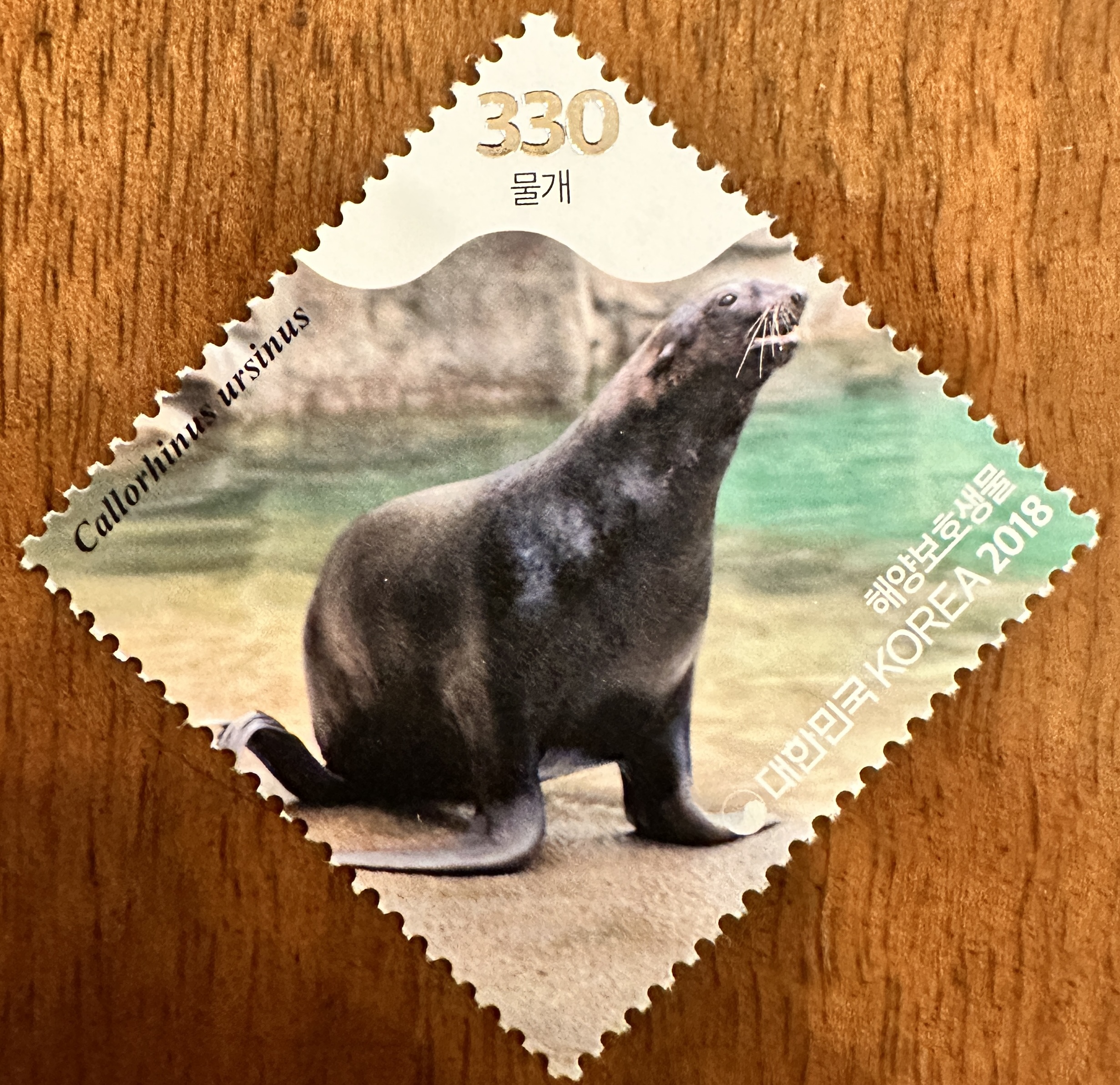 Korea Sea Lion 2