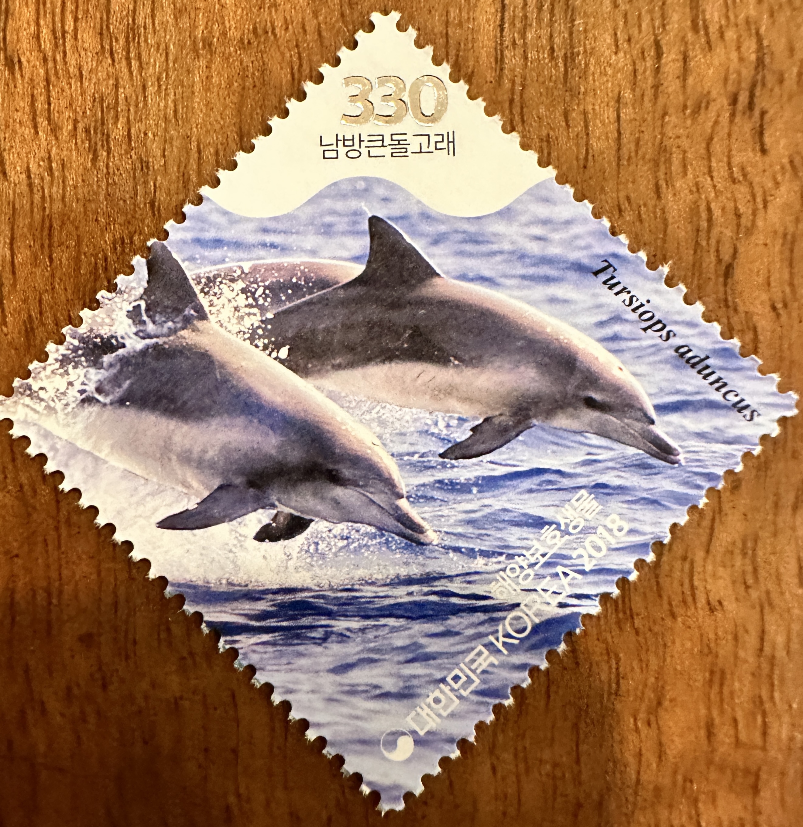 Korea Dolphins 2