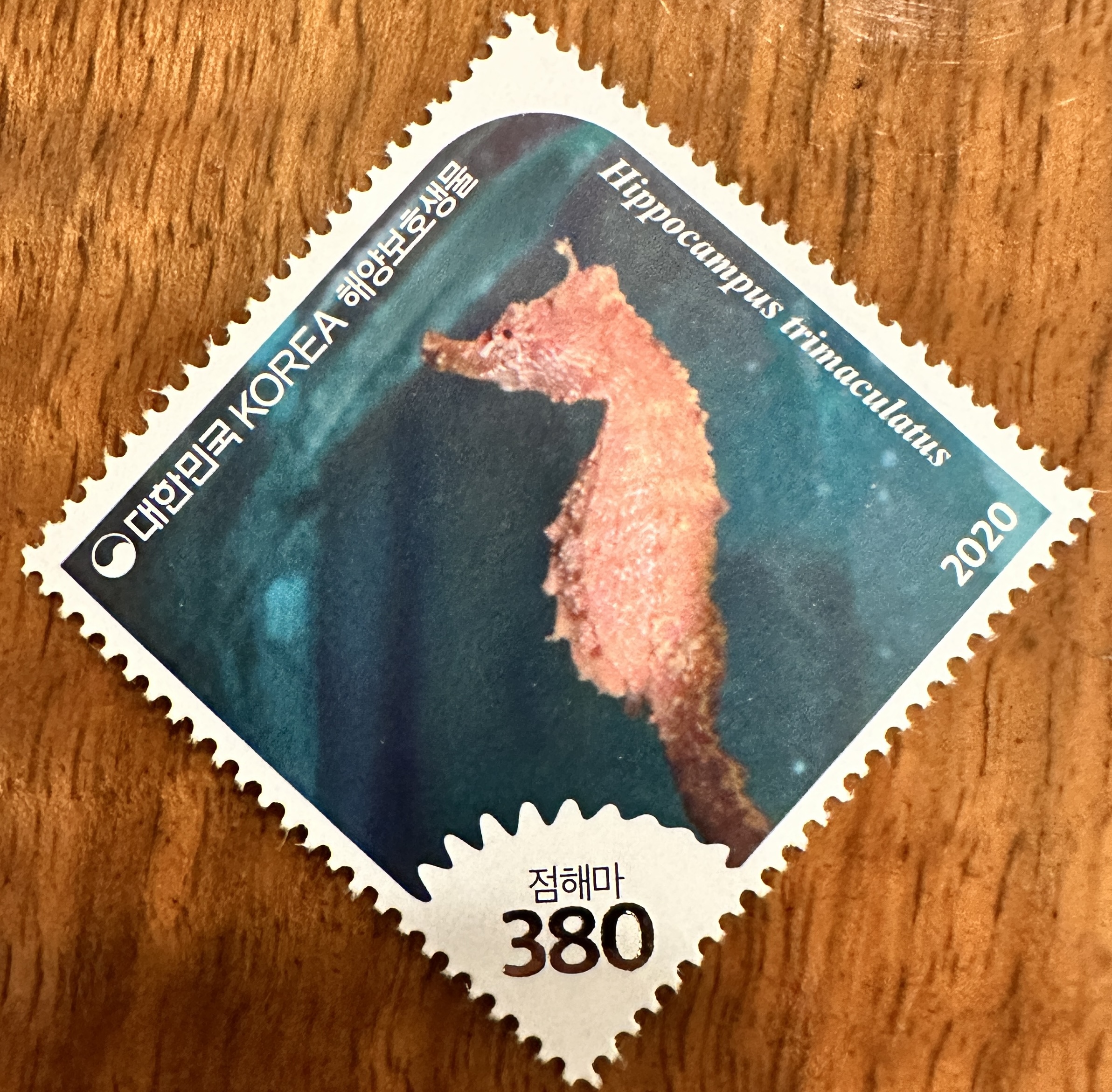 Korea Sea Horse